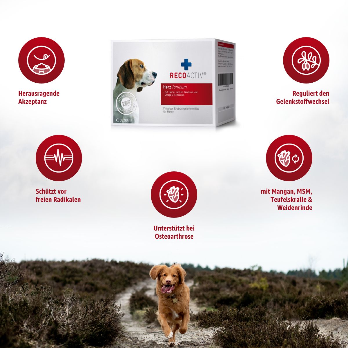 Produktabbildung mit Hund und RECOACTIV® Herz Tonicum Verpackung. Kreisförmige Icons mit Text. Hund läuft auf Feldweg.