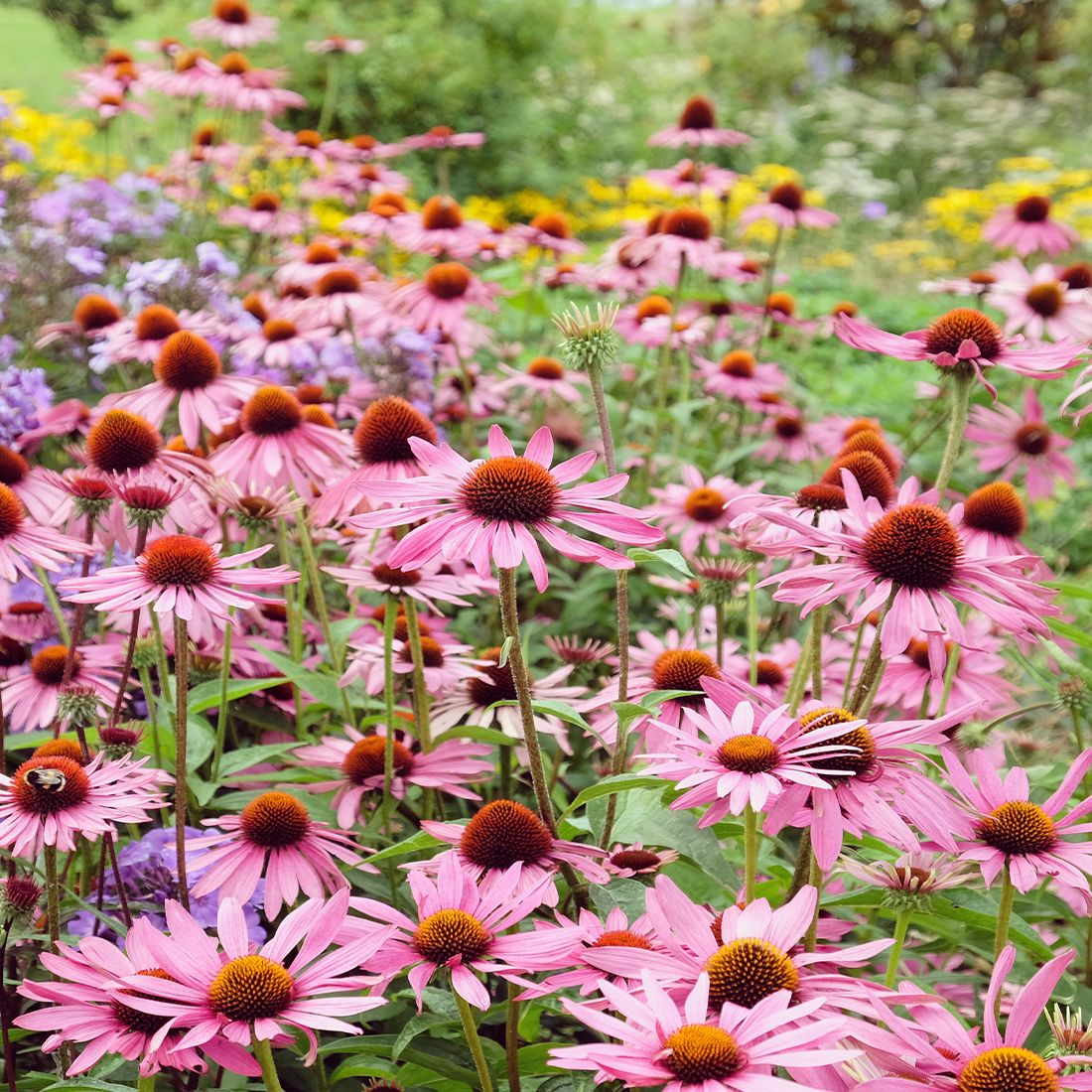 Sekoya Swiss - Echinacea+ | Gegen Erkältungen