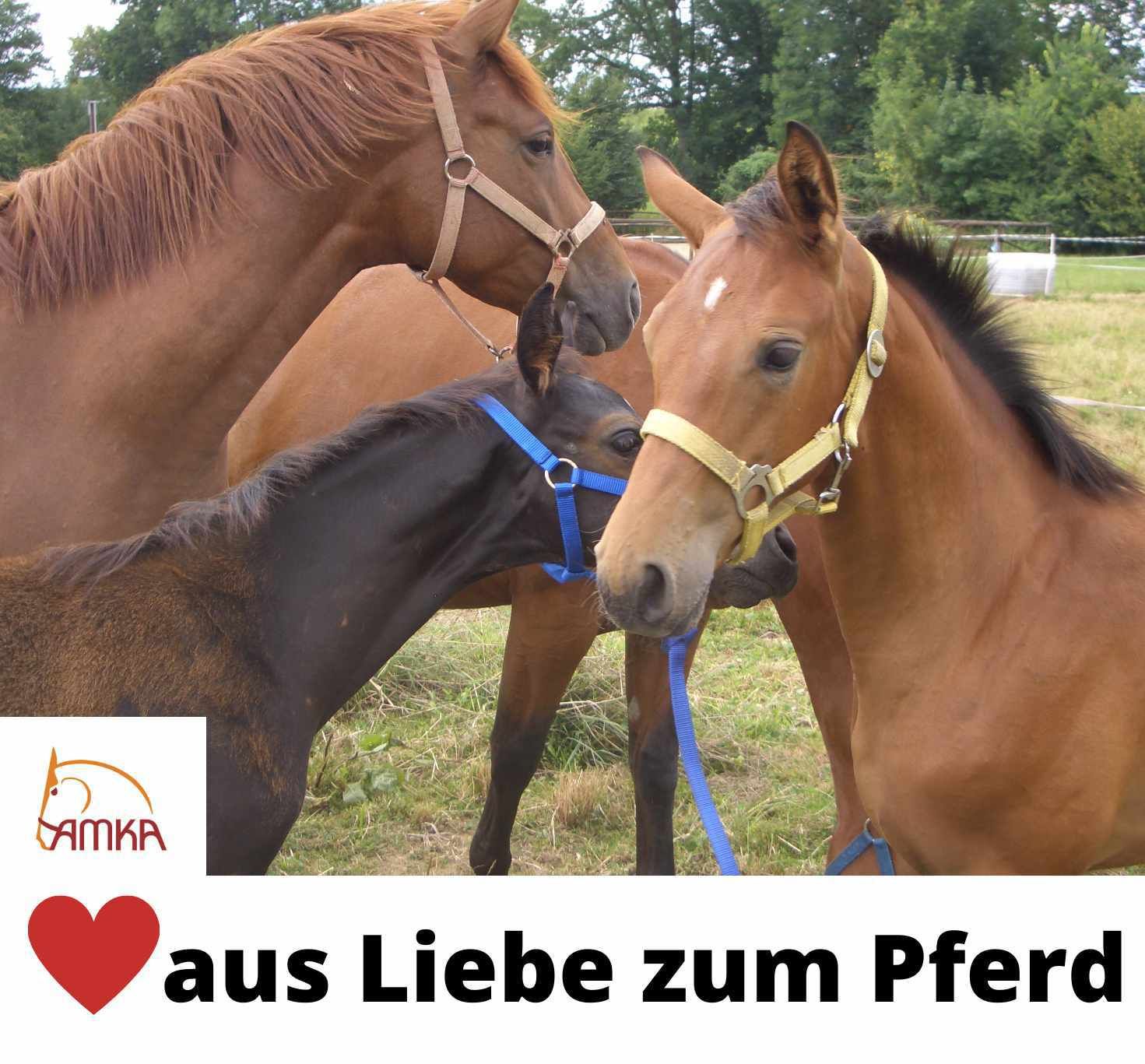 Drei Pferde auf einer Wiese. AMKA Logo unten links, Text 'aus Liebe zum Pferd'.