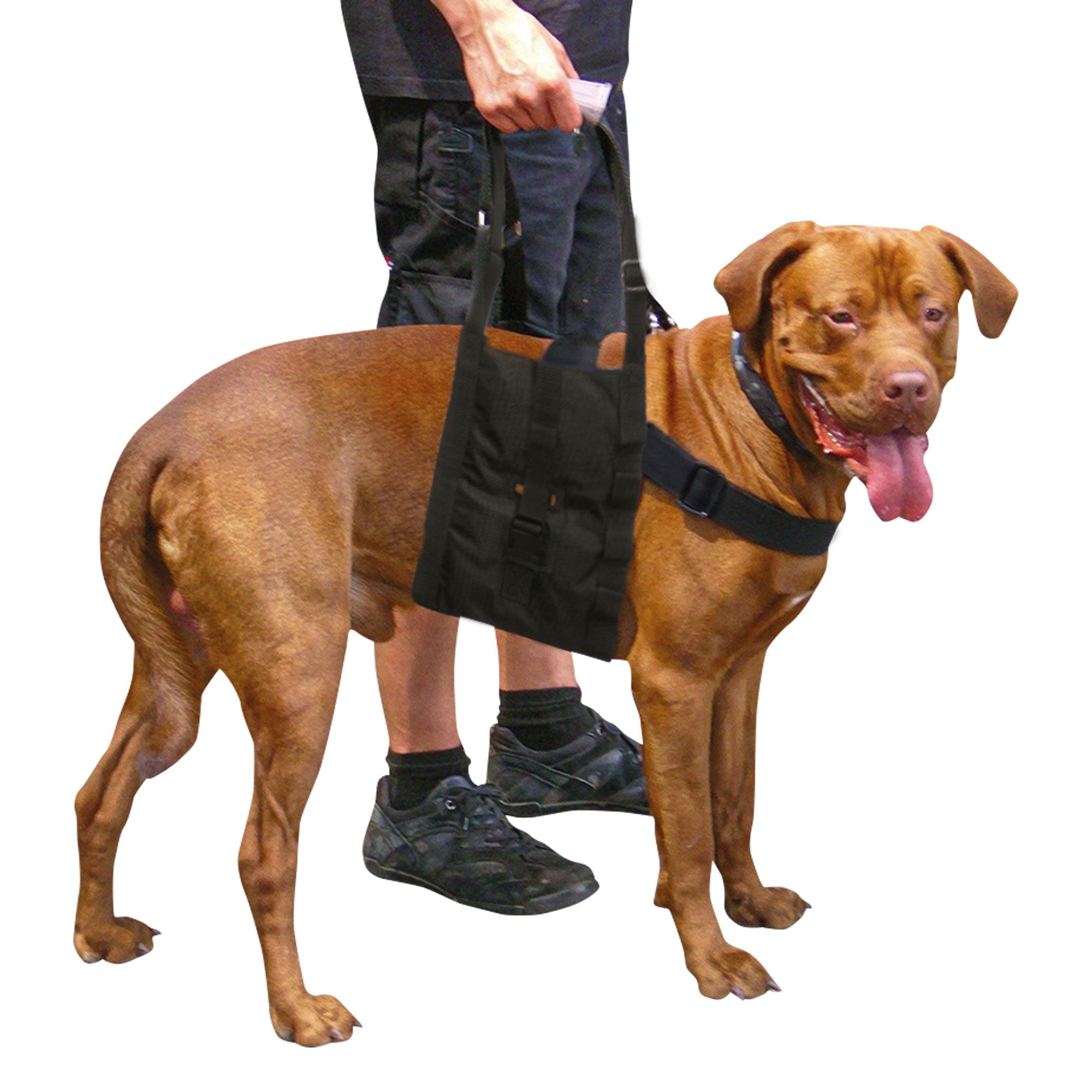 Schwarze Hunde-Gehhilfe, getragen von einer Person. Brauner Hund mit Halsband. Tragehilfe unter dem Bauch des Hundes.