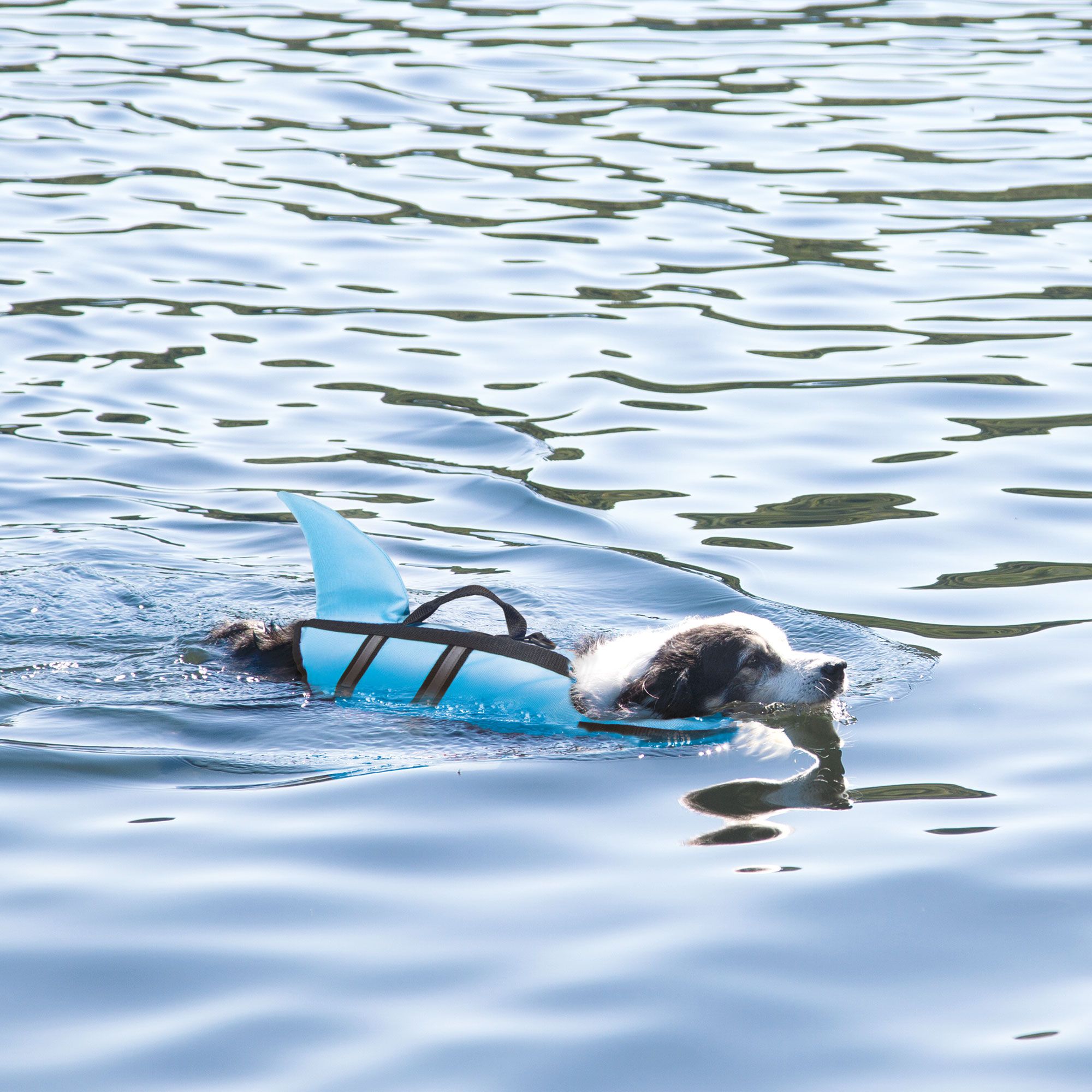 Hund schwimmt im Wasser, trägt hellblaue Schwimmweste mit Haifischflosse. Schwarzes Gurtzeug und Tragegriff sichtbar.