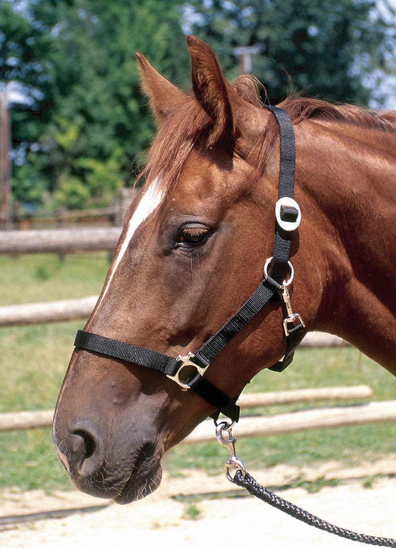 Schwarzes Perlonhalfter, Gr. 3, am Pferd. Mit Strick. Metallverschlüsse.