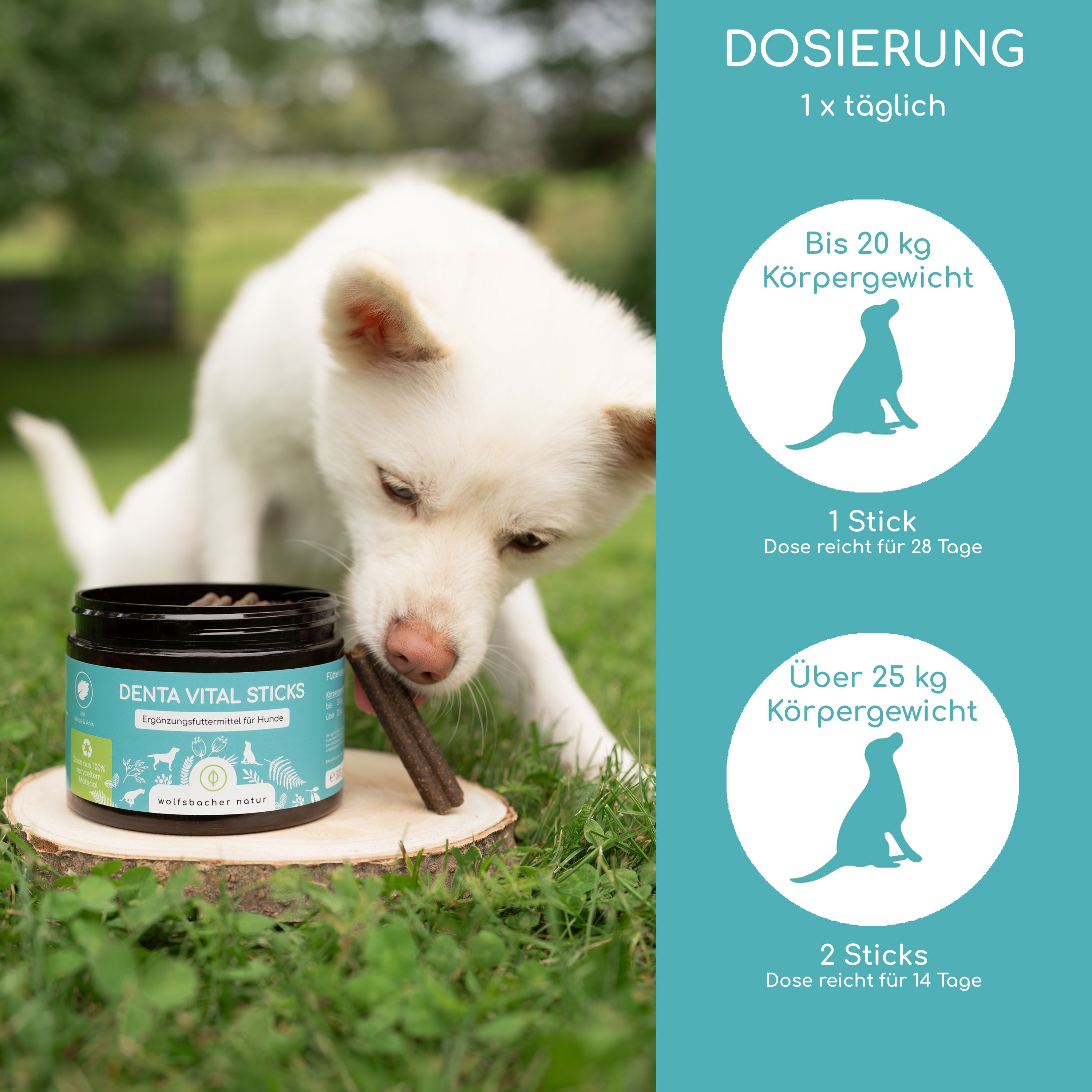 Ein Hund frisst einen Stick aus einer Dose "Denta Vital Sticks". Auf der Dose steht "wolfsbacher natur".