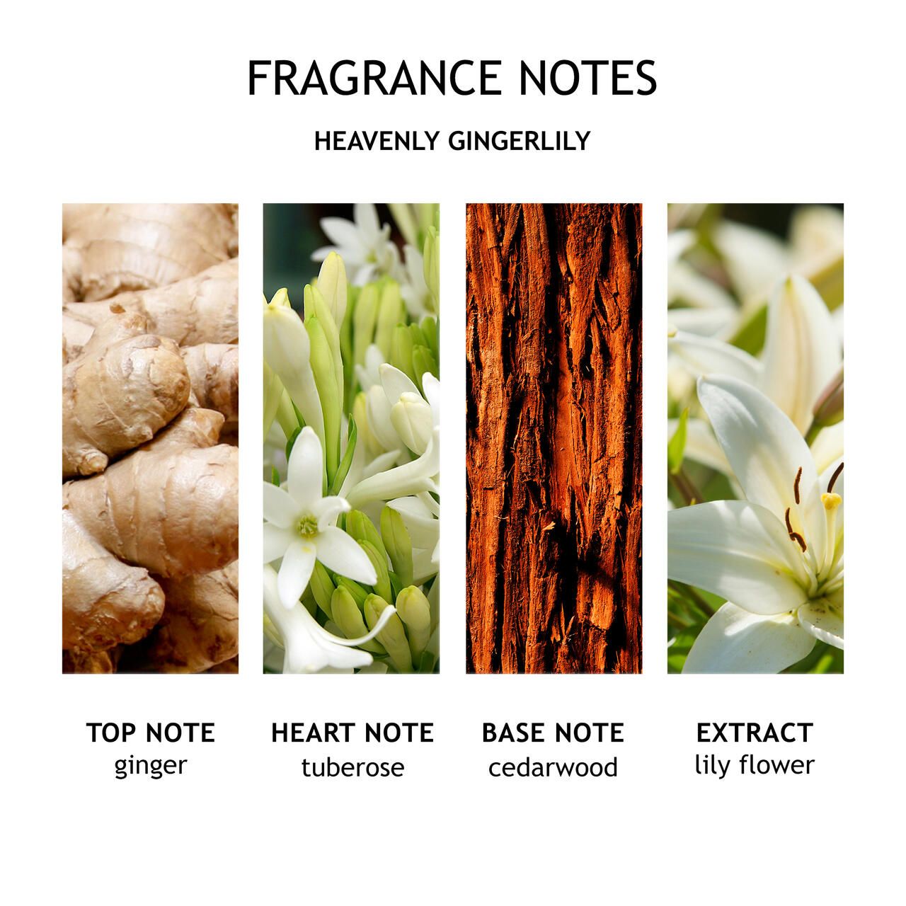 Duftnoten: Ingwer, Tuberose, Zedernholz, Lilienextrakt.