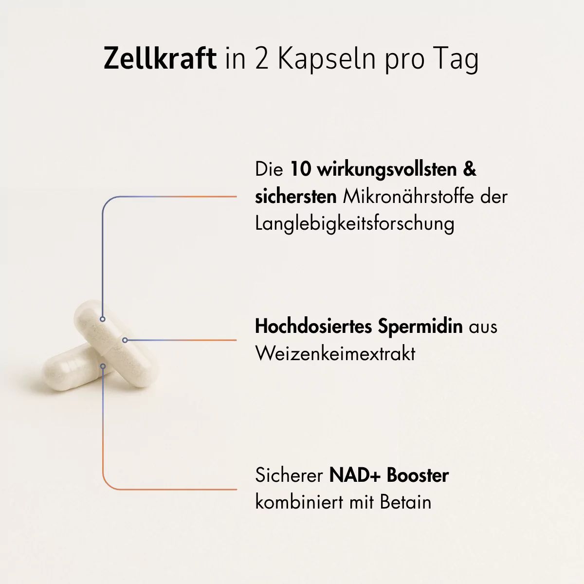 Zwei Kapseln mit Beschriftungen zu den Inhaltsstoffen Spermidin und NAD+ Booster.