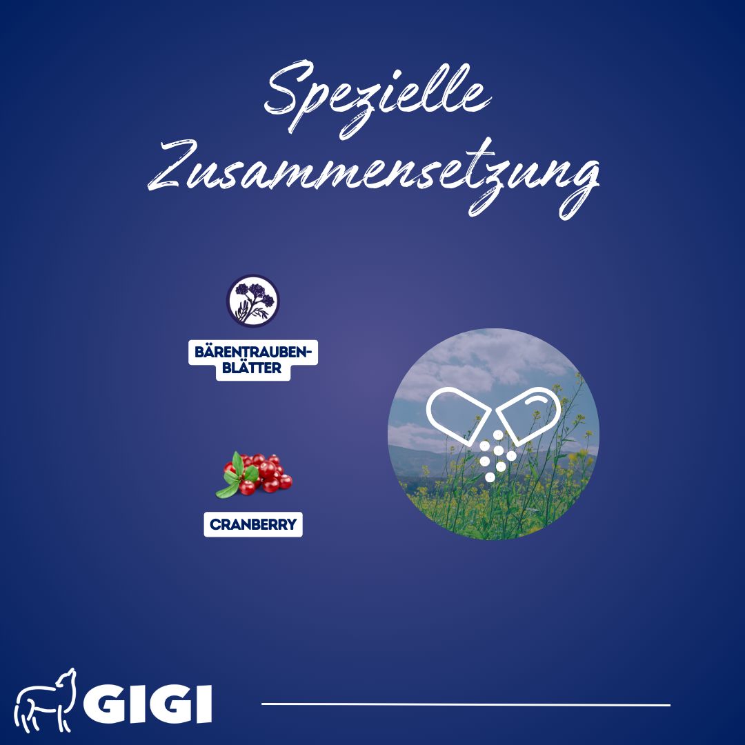 Grafik mit Inhaltsstoffen: Bärentraubenblätter, Cranberry, Kapsel mit Inhalt.