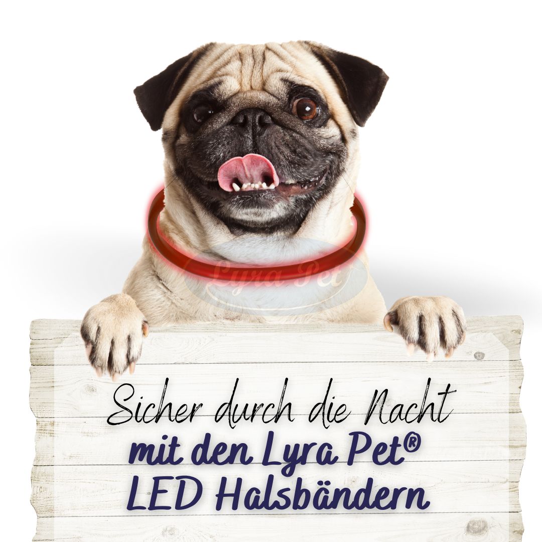 Mops mit rotem LED-Halsband. Schild mit Text: Sicher durch die Nacht mit den Lyra Pet LED Halsbändern.