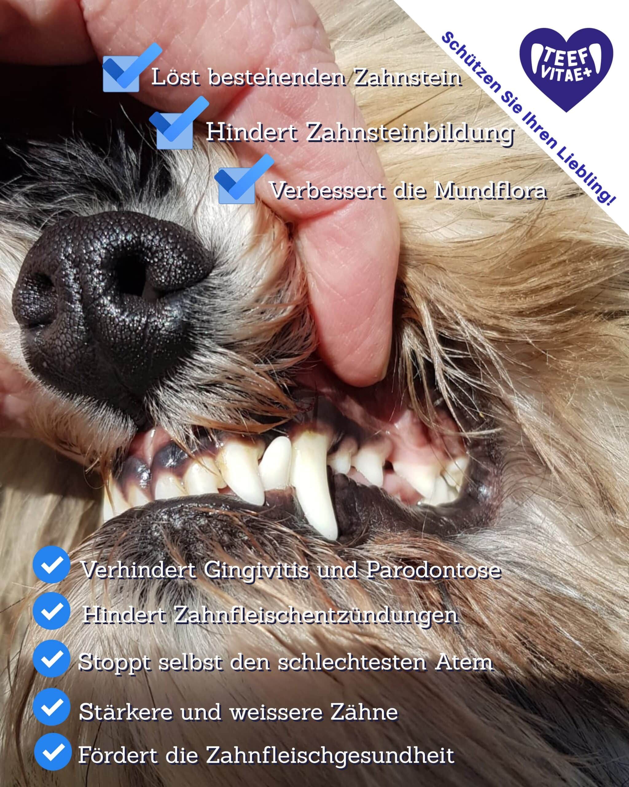 Nahaufnahme eines Hundegebisses. Text: Löst Zahnstein, verhindert Zahnsteinbildung, verbessert Mundflora, etc.