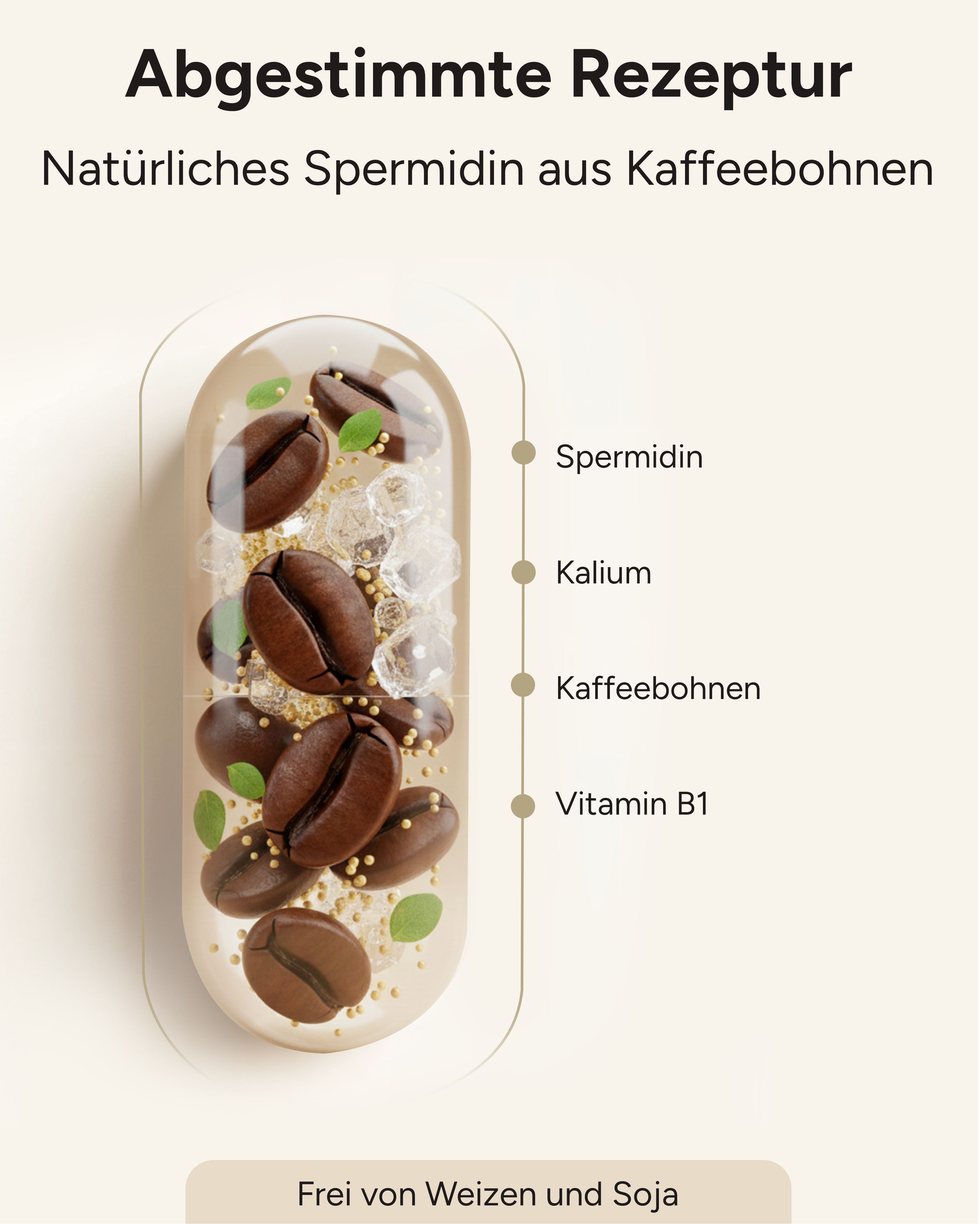 Kapsel mit Kaffeebohnen, Spermidin, Kalium und Vitamin B1. Text: Natürliches Spermidin aus Kaffeebohnen. Frei von Weizen und Soja.