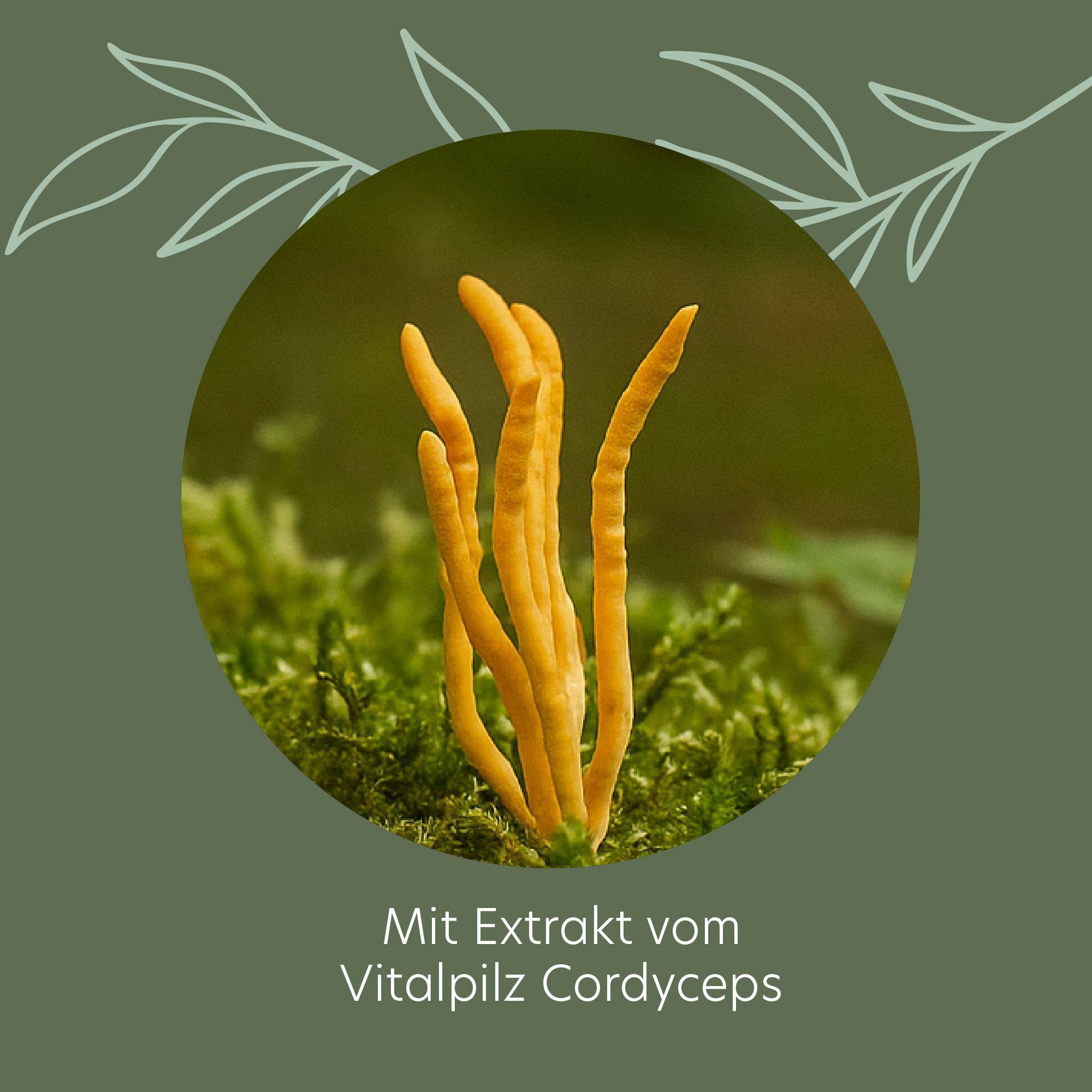 Runder Ausschnitt mit gelben Cordyceps-Pilzen. Aufschrift: Mit Extrakt vom Vitalpilz Cordyceps. Grüner Hintergrund.