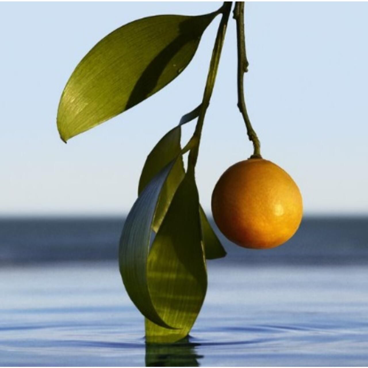 Zweig mit Blättern und Frucht im Wasser. Runde, gelbe Frucht. Grüne Blätter.