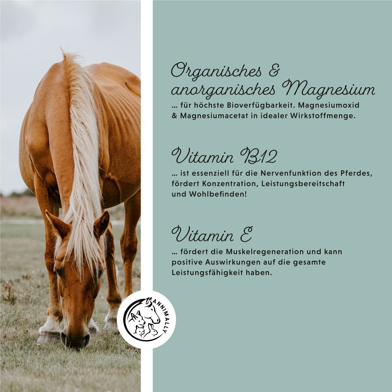 Pferd frisst Gras. Textfeld mit Text über organisches & anorganisches Magnesium, Vitamin B12 & E. Logo mit Pferd und Kaninchen.