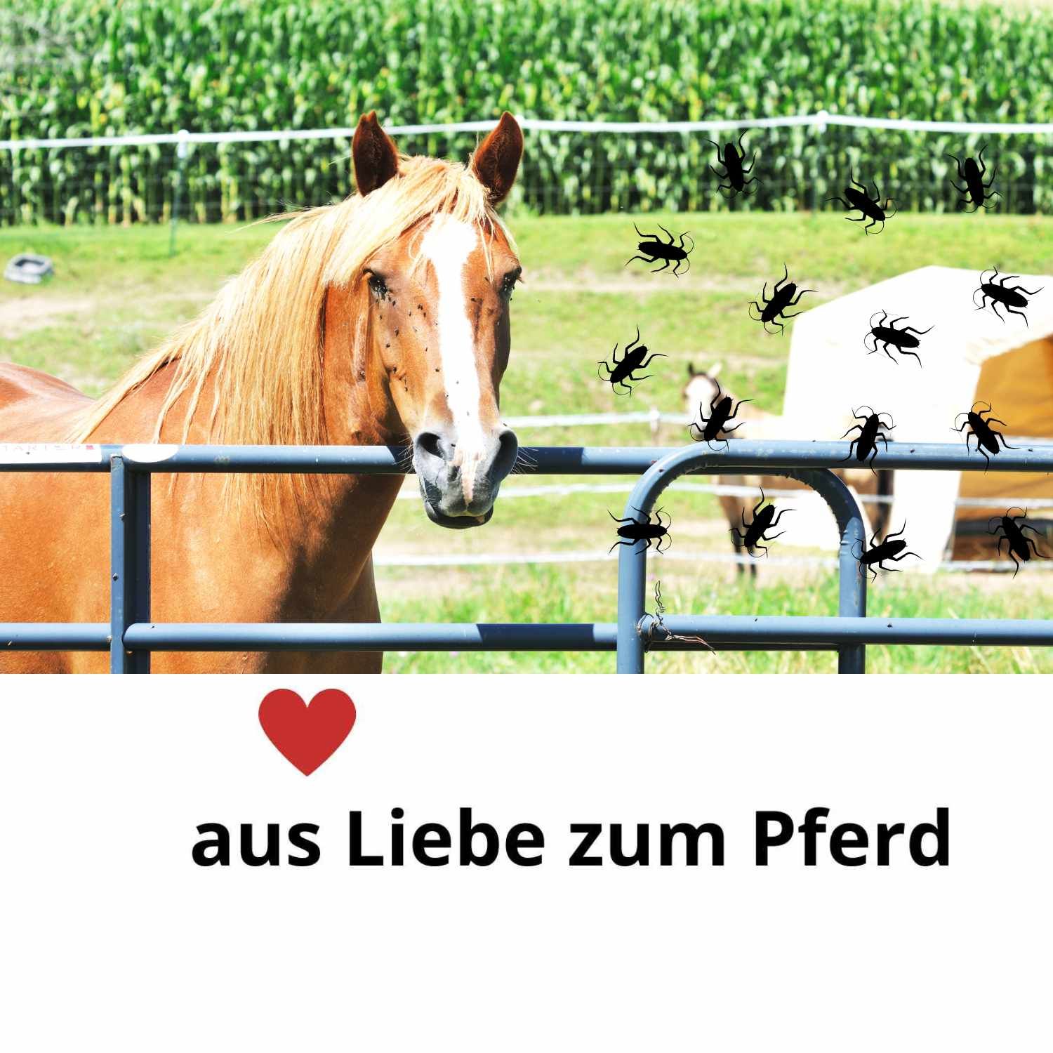 Pferd hinter Zaun, umgeben von schwarzen Insekten. Text: aus Liebe zum Pferd. Rotes Herz-Symbol.