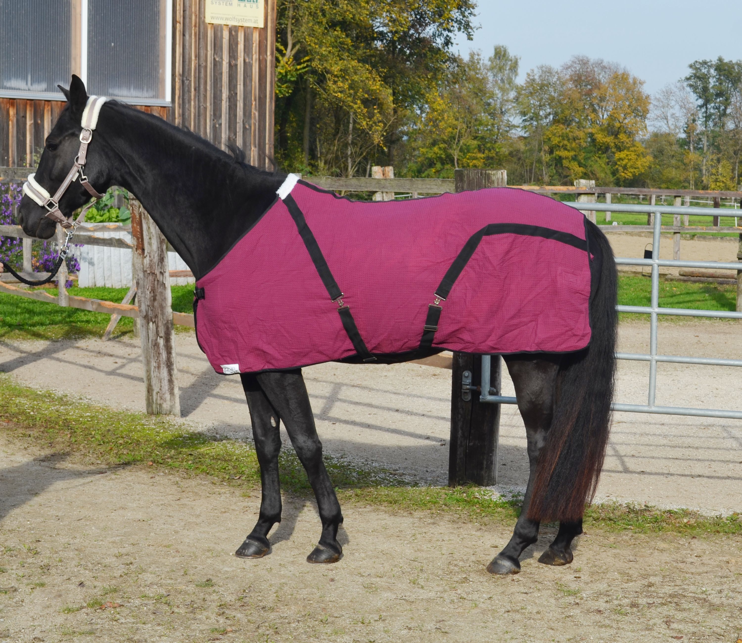 Abschwitzdecke Waffle aus spez. Baumwolle Waffle Gewebe mit Kreuzgurten B Wahl