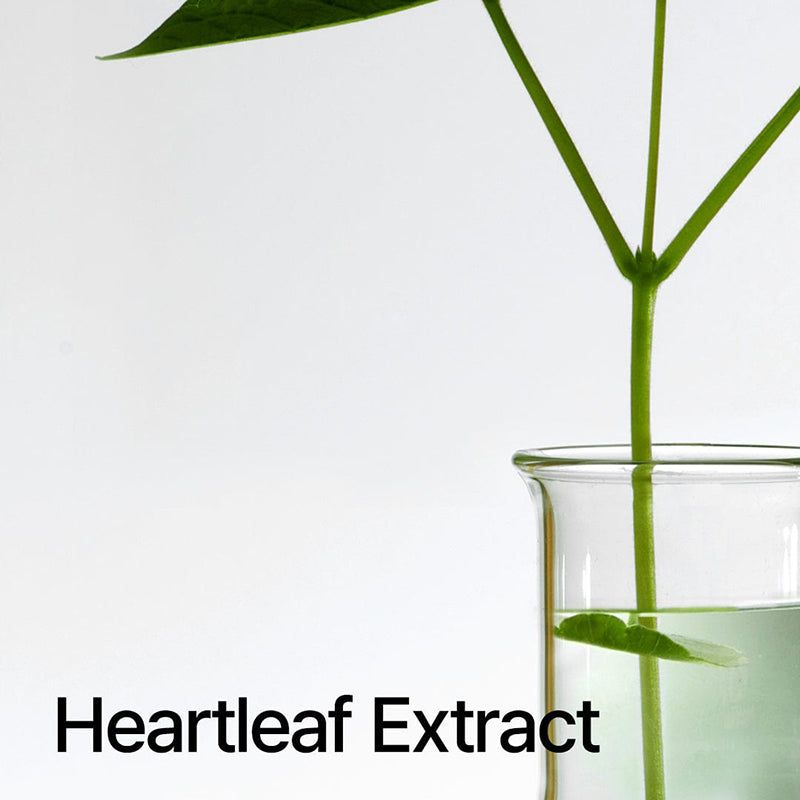 Becherglas mit Flüssigkeit und Blättern. Aufschrift: Heartleaf Extract.