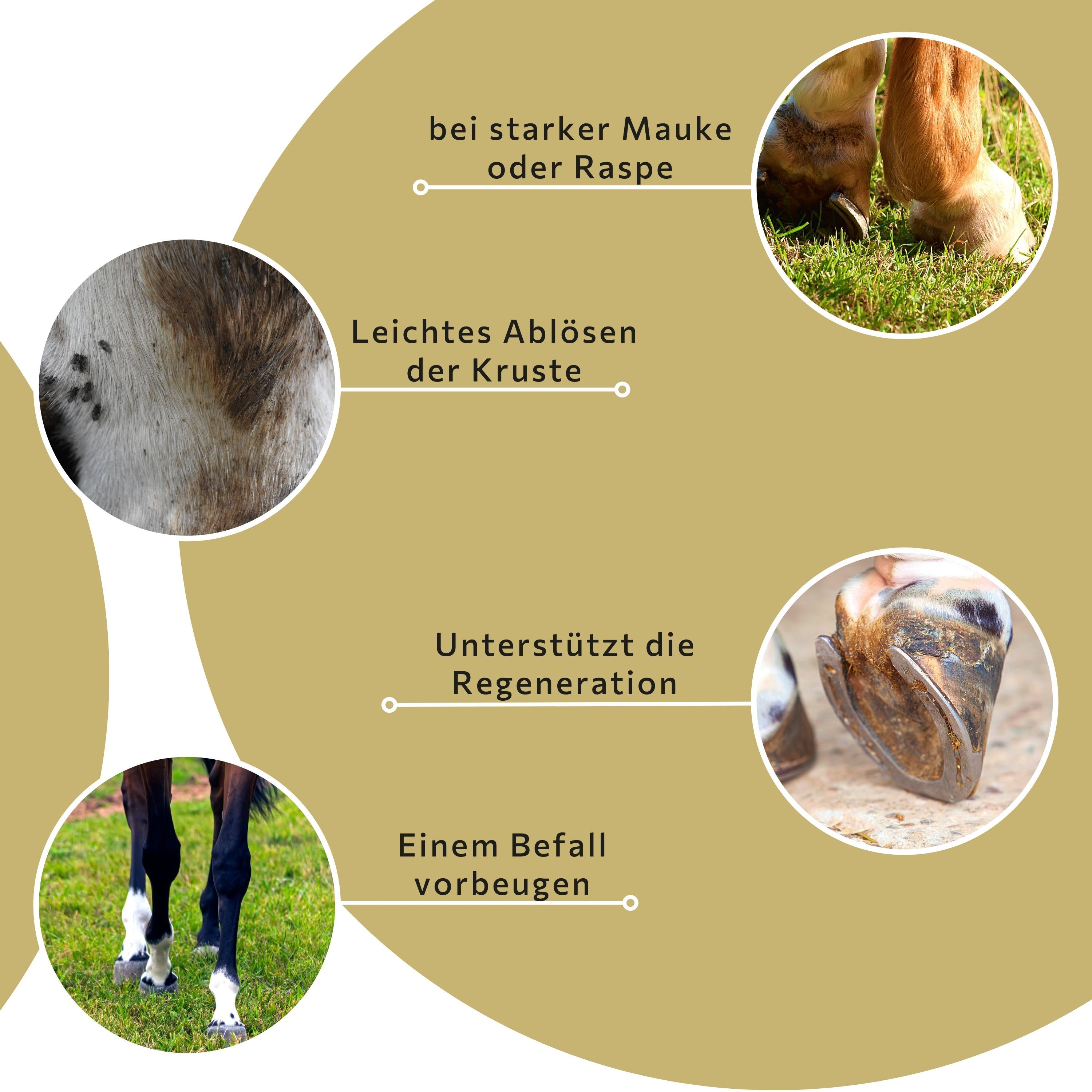 Nahaufnahmen von Pferdebeinen und Haut. Text: Bei starker Mauke oder Raspe. Leichtes Ablösen der Kruste. Regeneration.