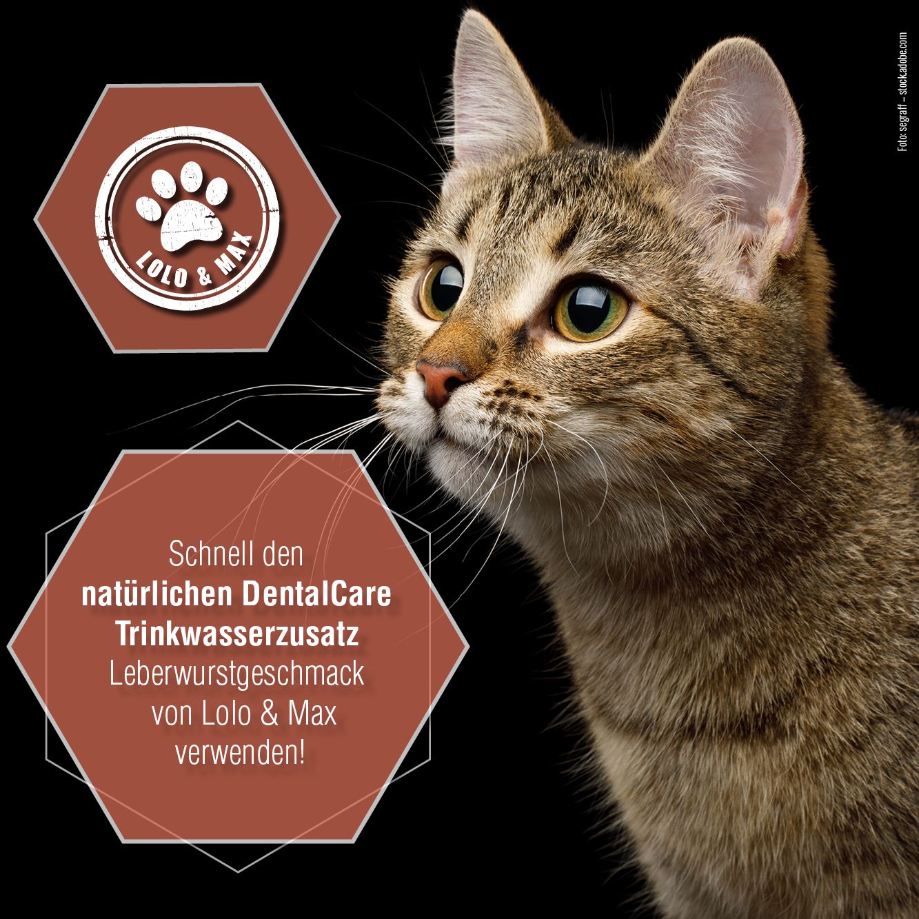 Katze auf schwarzem Hintergrund. Logo Lolo & Max. Text: Schnell den natürlichen DentalCare Trinkwasserzusatz verwenden!
