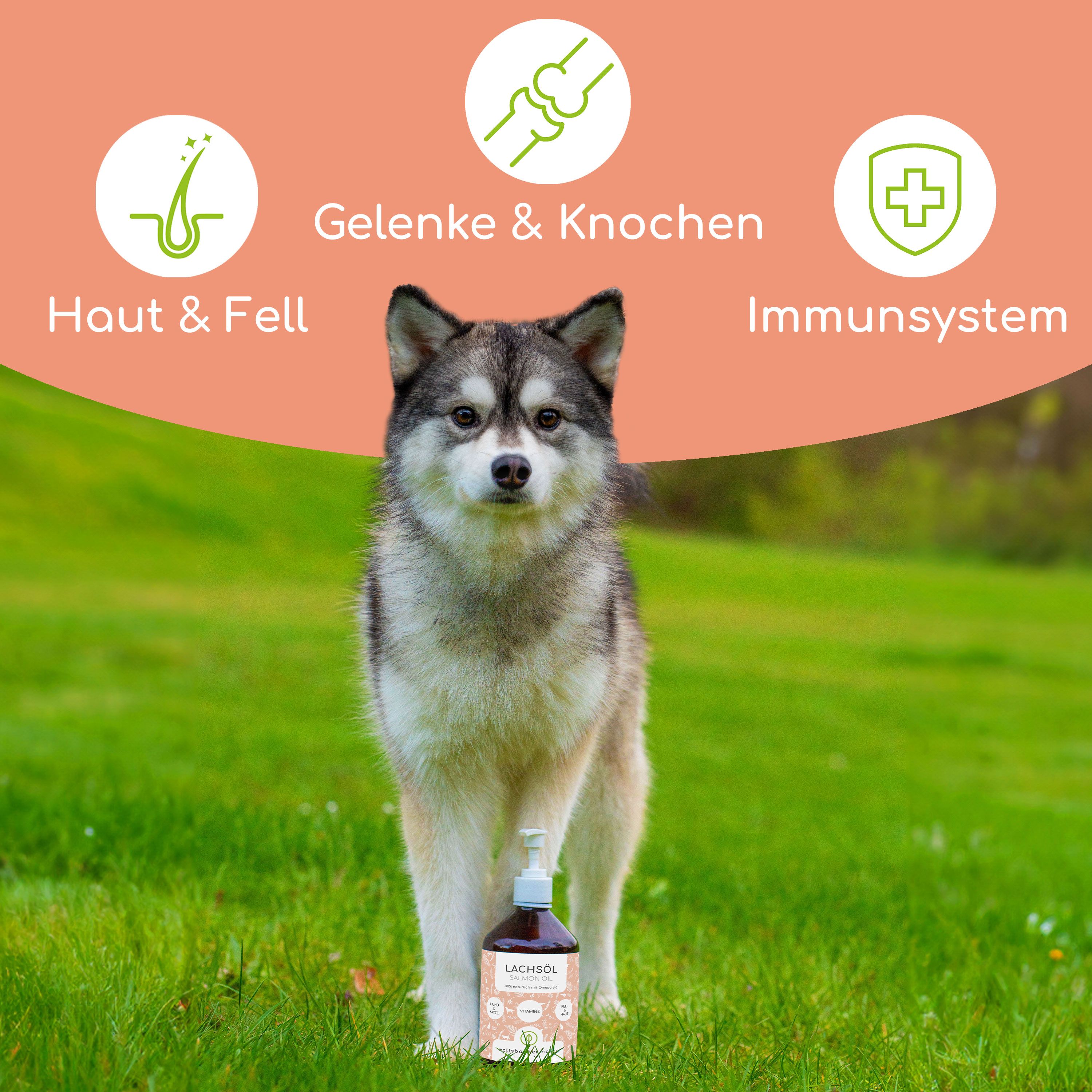 Hund auf einer Wiese mit Lachsöl-Flasche. Aufschrift: Lachsöl. Grafiken: Haut & Fell, Gelenke & Knochen, Immunsystem.