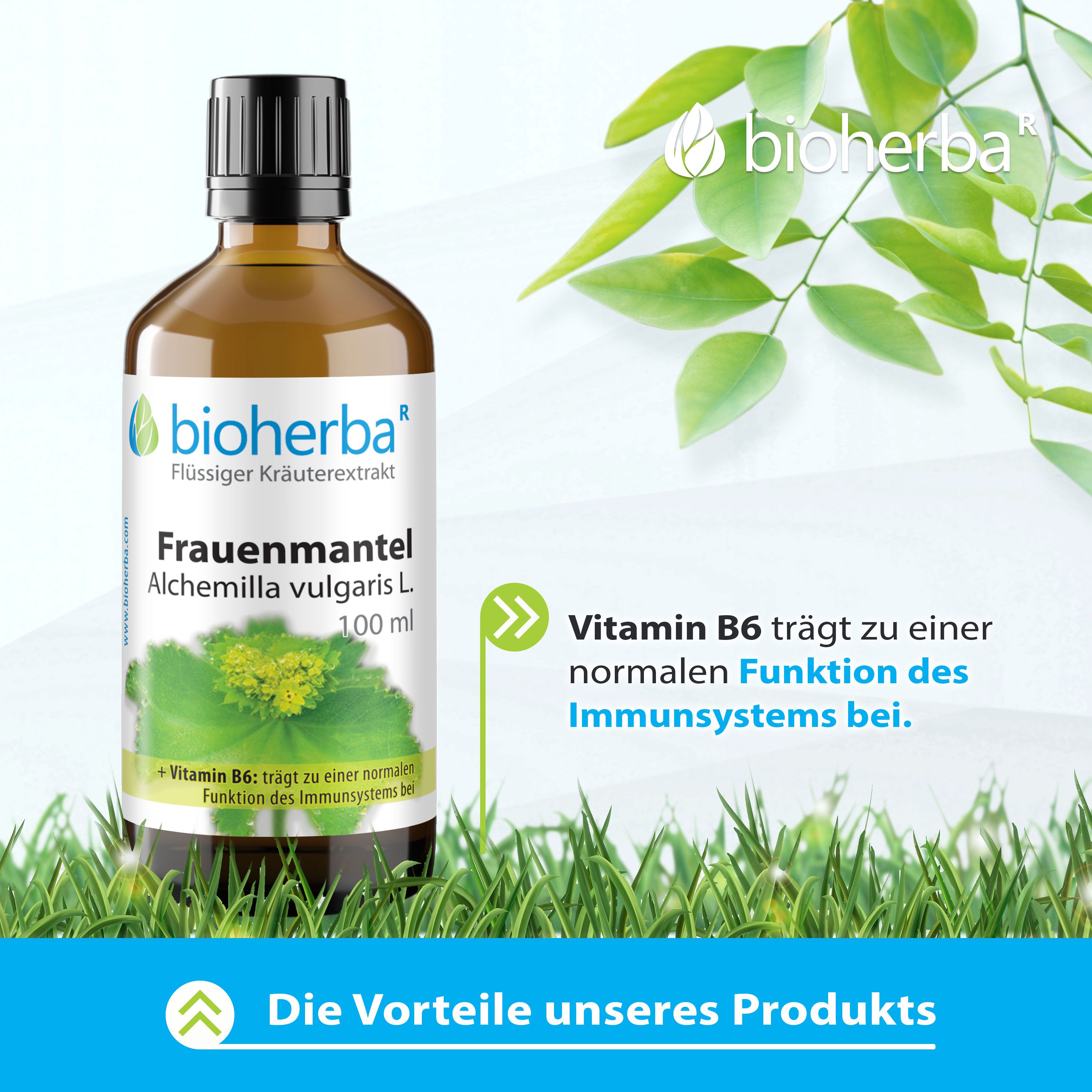 Braune Glasflasche mit schwarzem Deckel. Etikett mit Bioherba Frauenmantel, Alchemilla vulgaris L. Extrakt, 100 ml. Vitamin B6.