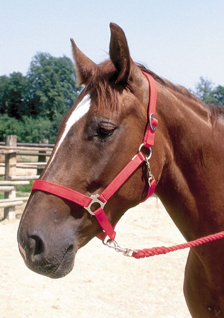 Rotes Perlonhalfter, Gr. 3, am Pferd. Mit Strick. Metallverschlüsse.