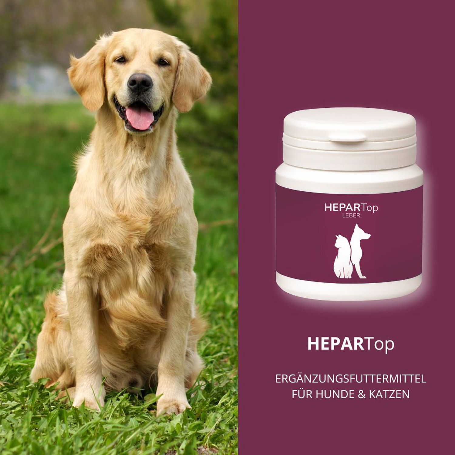 HeparTop Leber: Golden Retriever im Gras neben Behälter mit Hund- und Katzensymbol.