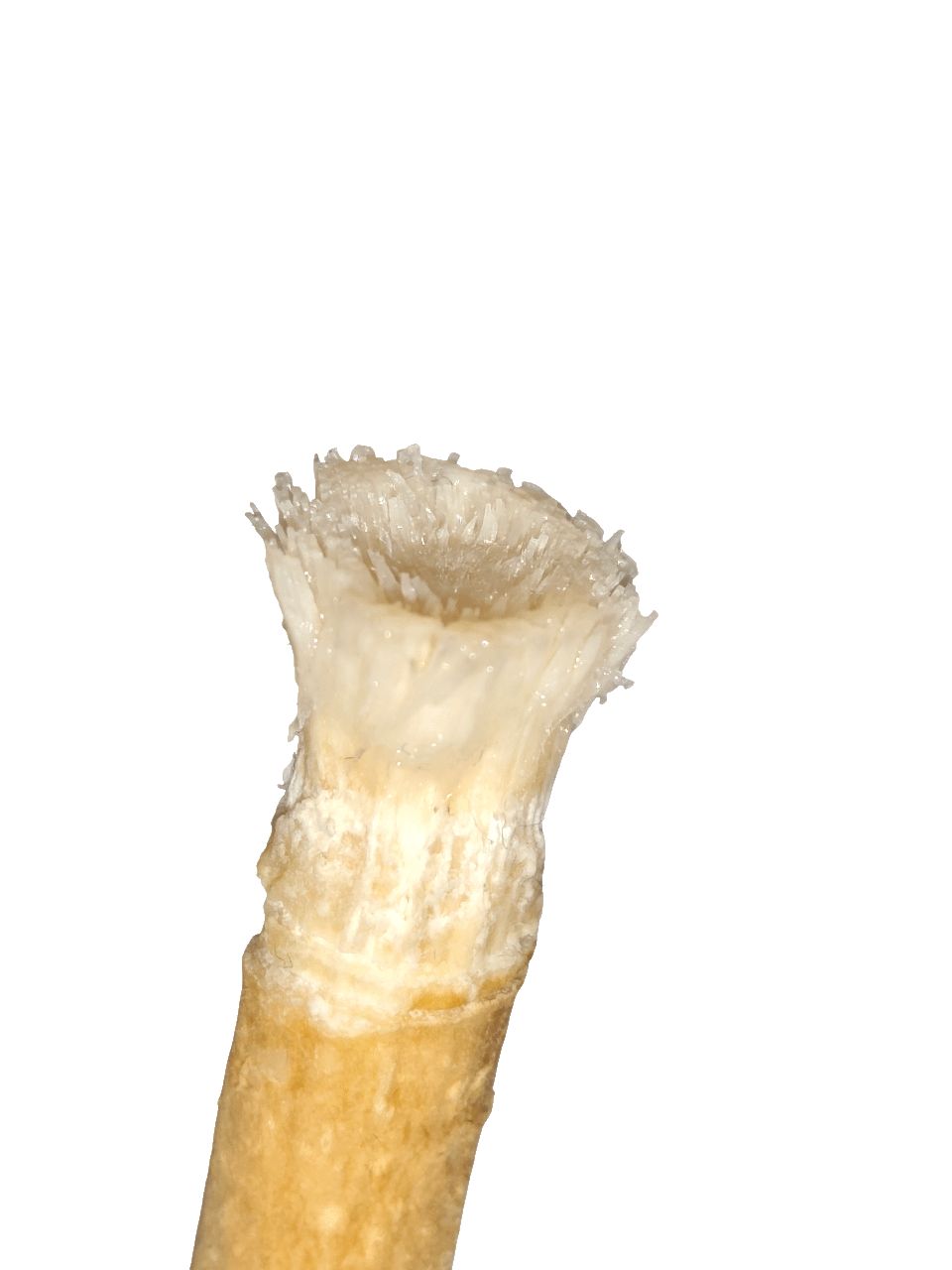 Nahaufnahme eines Miswak-Sticks. Das Ende ist aufgefächert und hell.