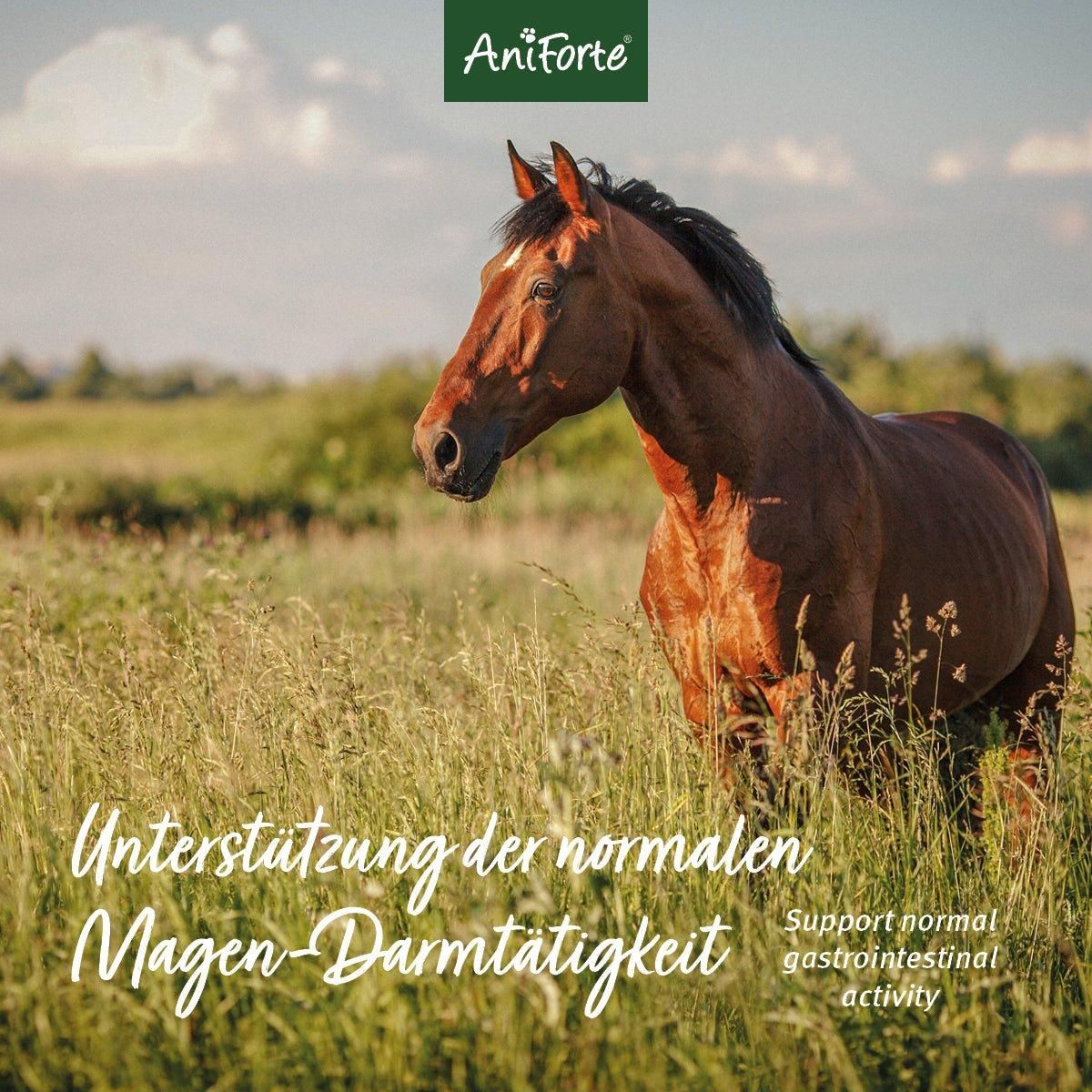 Pferd auf einer Wiese. Text: Unterstützung der normalen Magen-Darmtätigkeit. AniForte Logo.