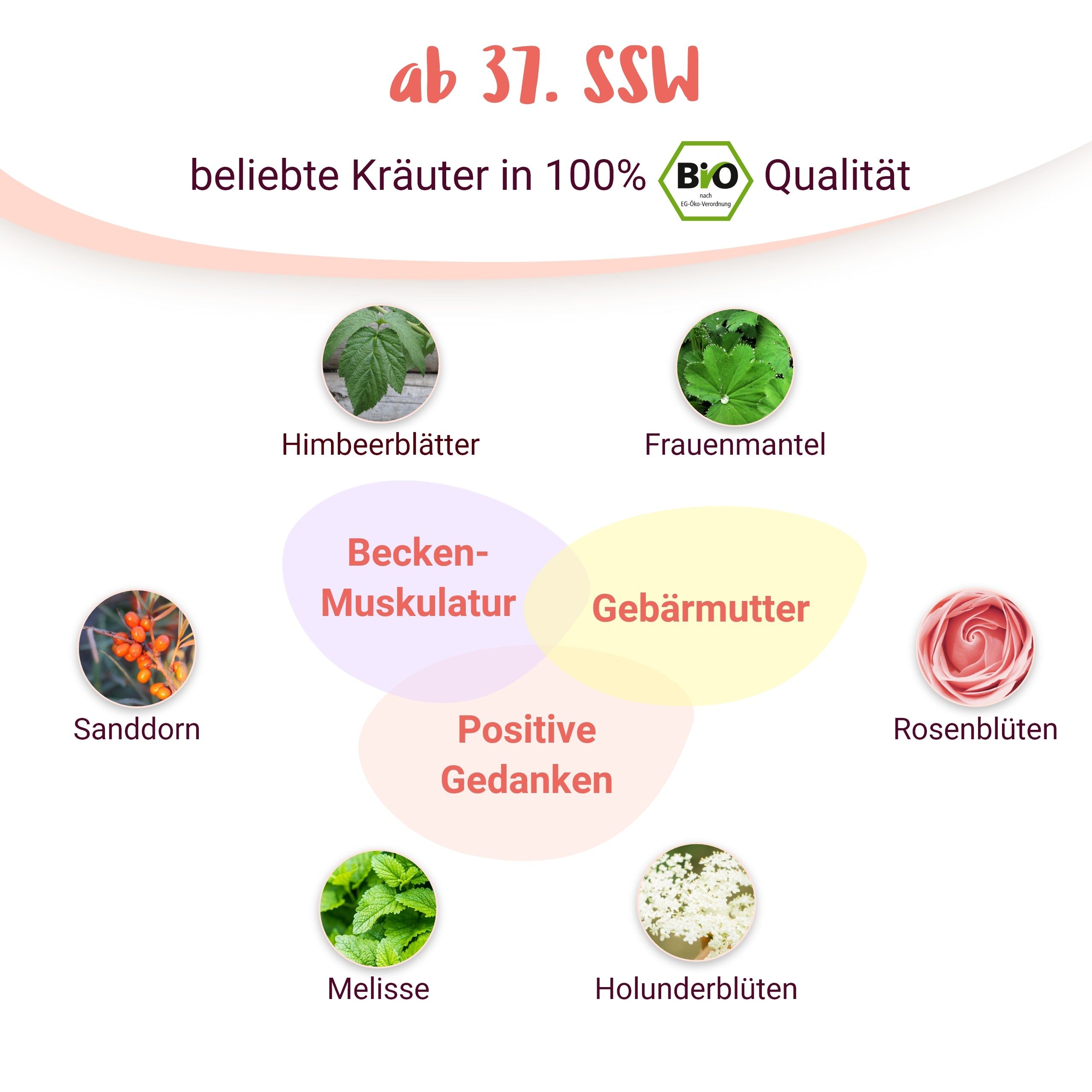 Infografik mit Kräutern: Himbeerblätter, Frauenmantel, Sanddorn, Rosenblüten, Melisse, Holunderblüten. Bio-Siegel.