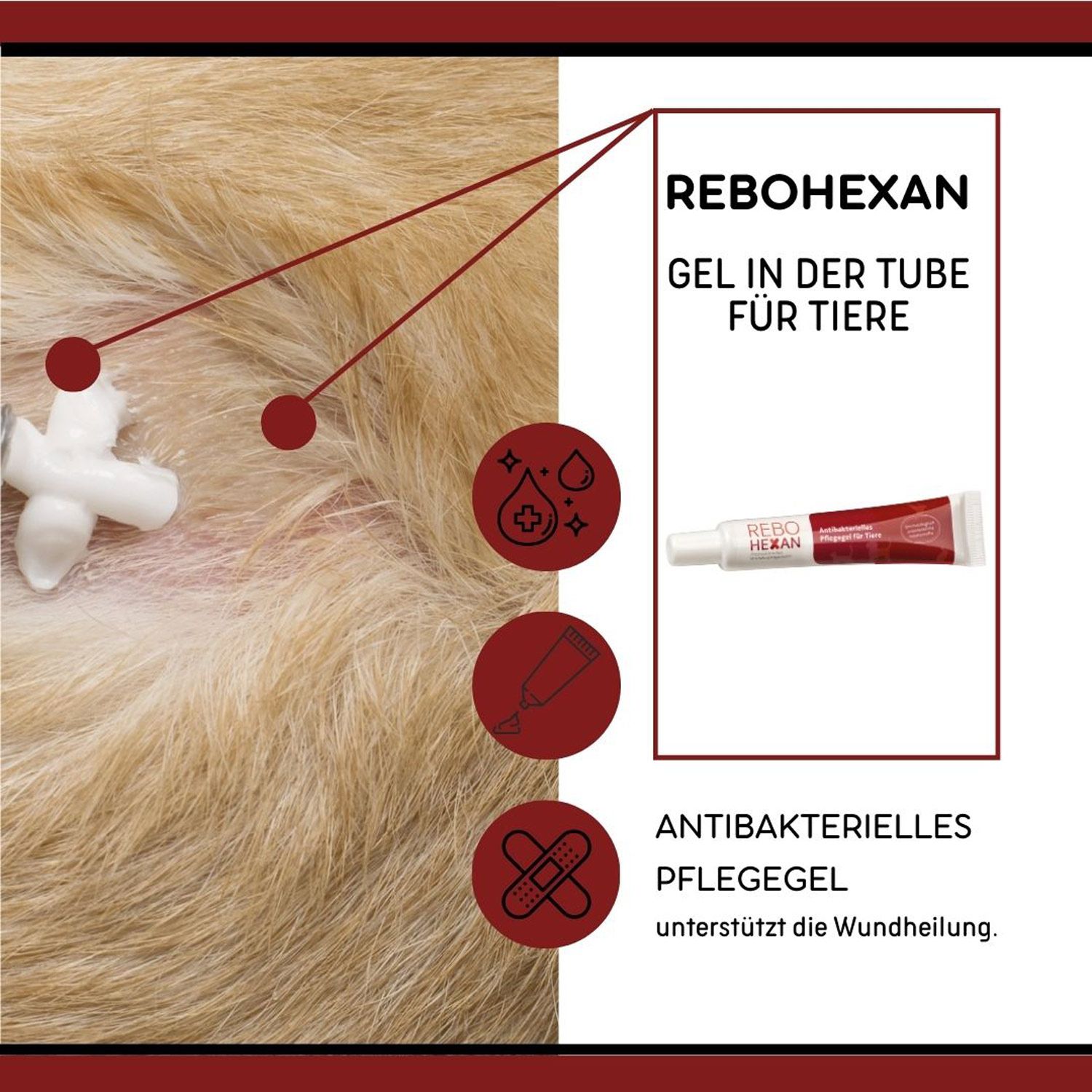 REBOHEXAN Gel Tube auf Tierfell neben Anwendungssymbolen: Wundversorgung, Desinfektion, Infektionsschutz.