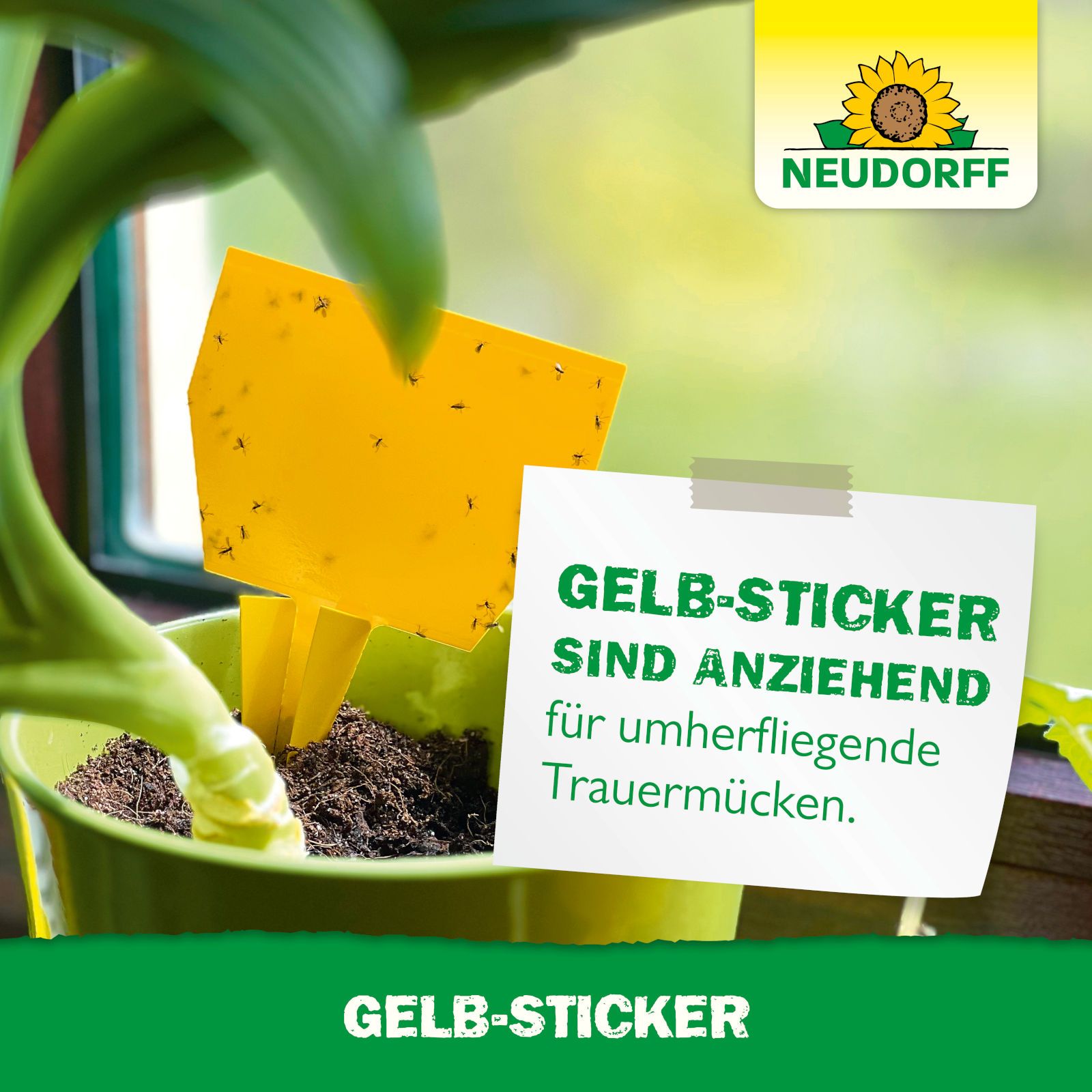 Gelber Gelb-Sticker in Topf mit Pflanze. Text: Gelb-Sticker ziehen Trauermücken an. Marke: Neudorff. Aufkleber mit Text.