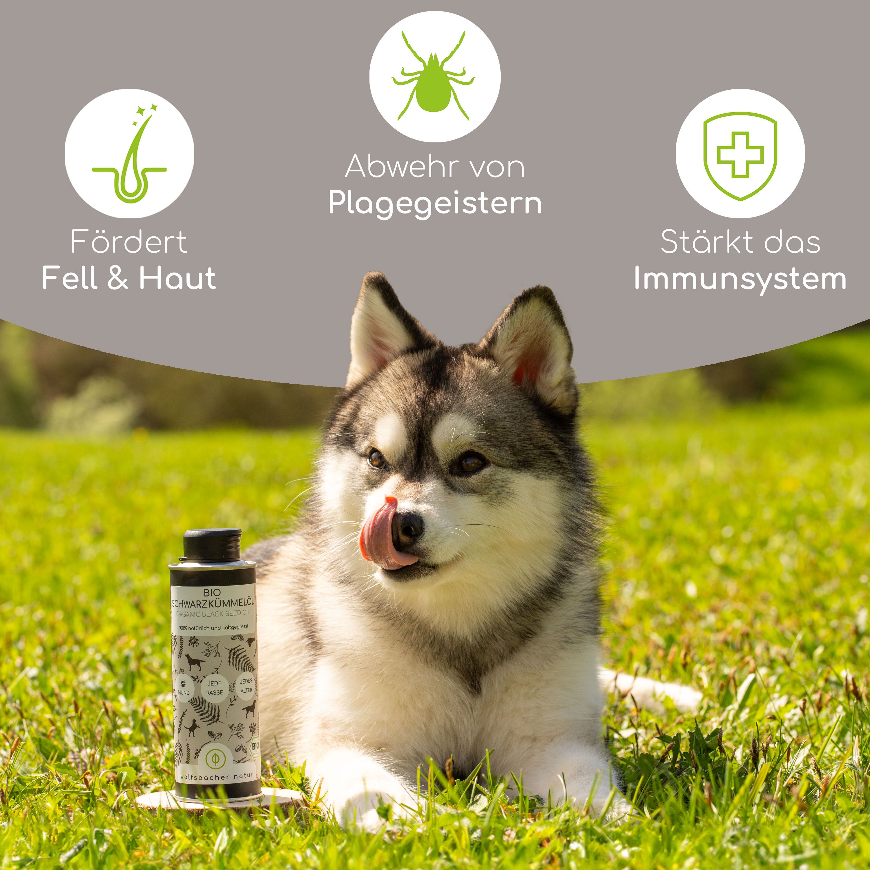 Hund auf Gras mit Flasche. Grafiken: Fell & Haut, Abwehr von Plagegeistern, Immunsystem stärken. Produkt: BIO Schwarzkümmelöl.