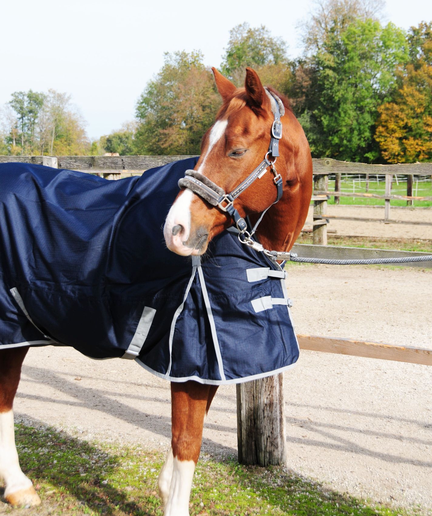 Pferd mit dunkelblauer Decke und silberfarbener Umrandung. Nahaufnahme.