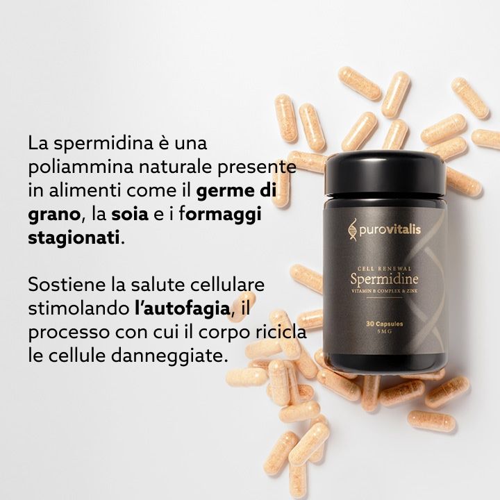 Dose mit Kapseln. Text: Spermidin in Lebensmitteln wie Weizenkeimen. Unterstützt die Zellgesundheit durch Autophagie.
