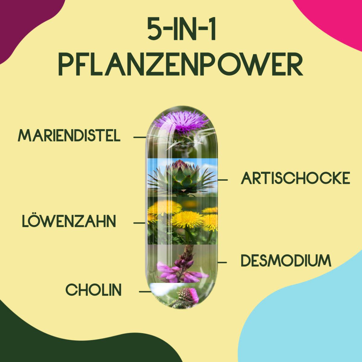 Kapsel mit Pflanzenbildern: Mariendistel, Artischocke, Löwenzahn, Desmodium, Cholin. Text: 5-IN-1 Pflanzenpower.