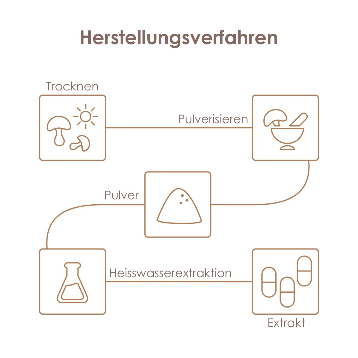 Grafik: Trocknen, Pulverisieren, Heißwasserextraktion, Extrakt, Kapseln.