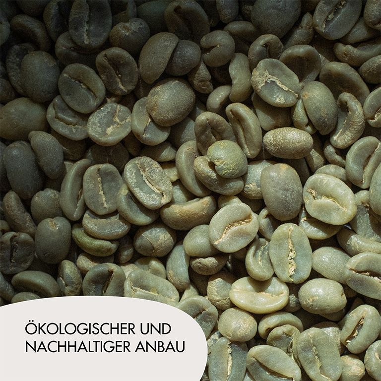 Grüne Kaffeebohnen. Text: Ökologischer und nachhaltiger Anbau.