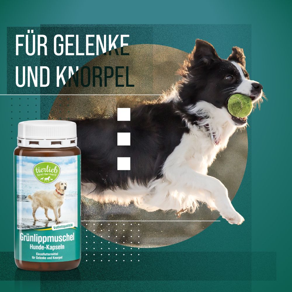 Hunde-Kapseln. Dose mit Produktetikett. Hund mit Ball. Text: Für Gelenke und Knorpel.