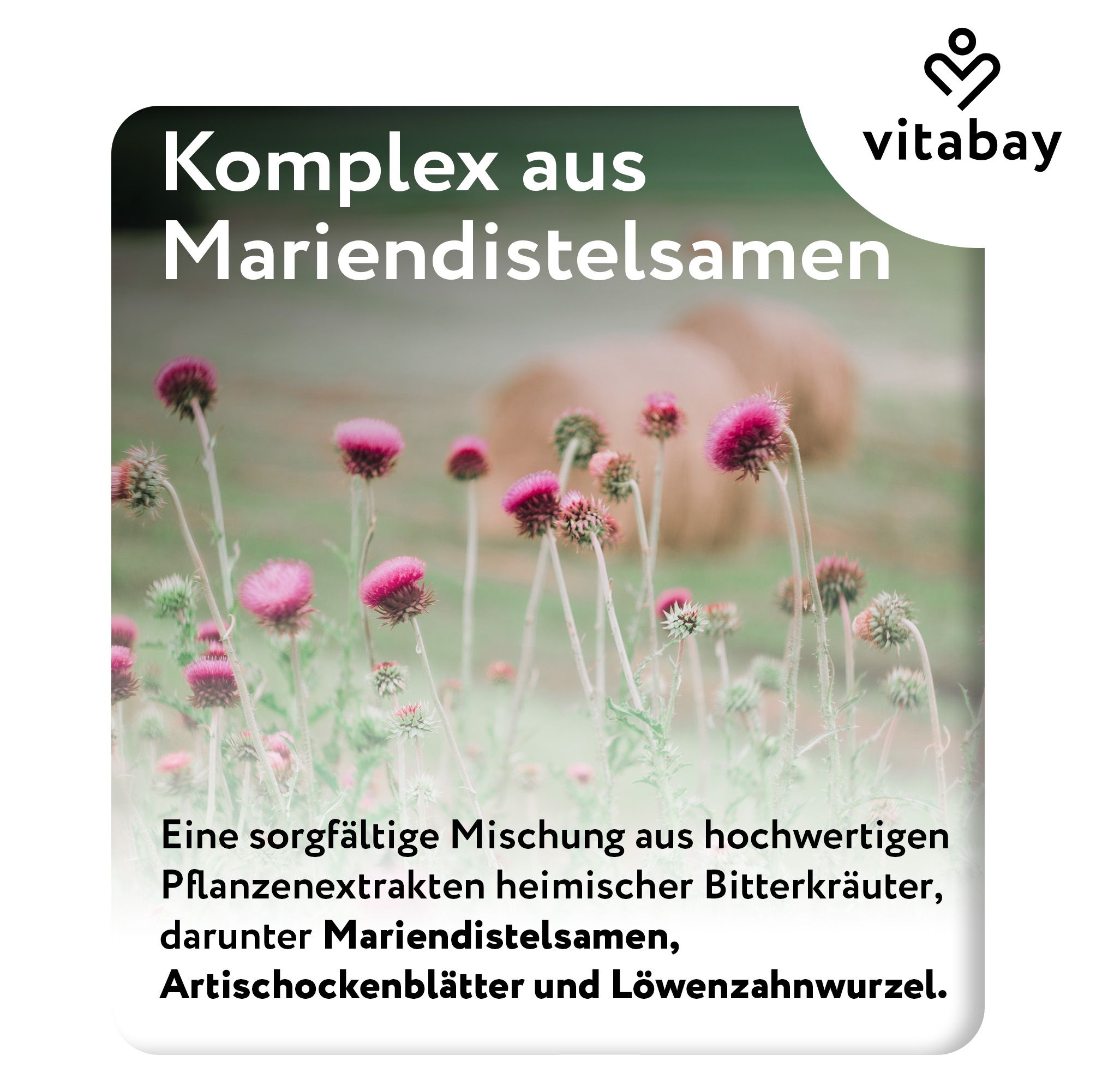 Nahaufnahme von Distelblüten. Text: Komplex aus Mariendistelsamen. Eine Mischung aus Pflanzenextrakten, darunter Mariendistelsamen, Artischockenblätter und Löwenzahnwurzel.