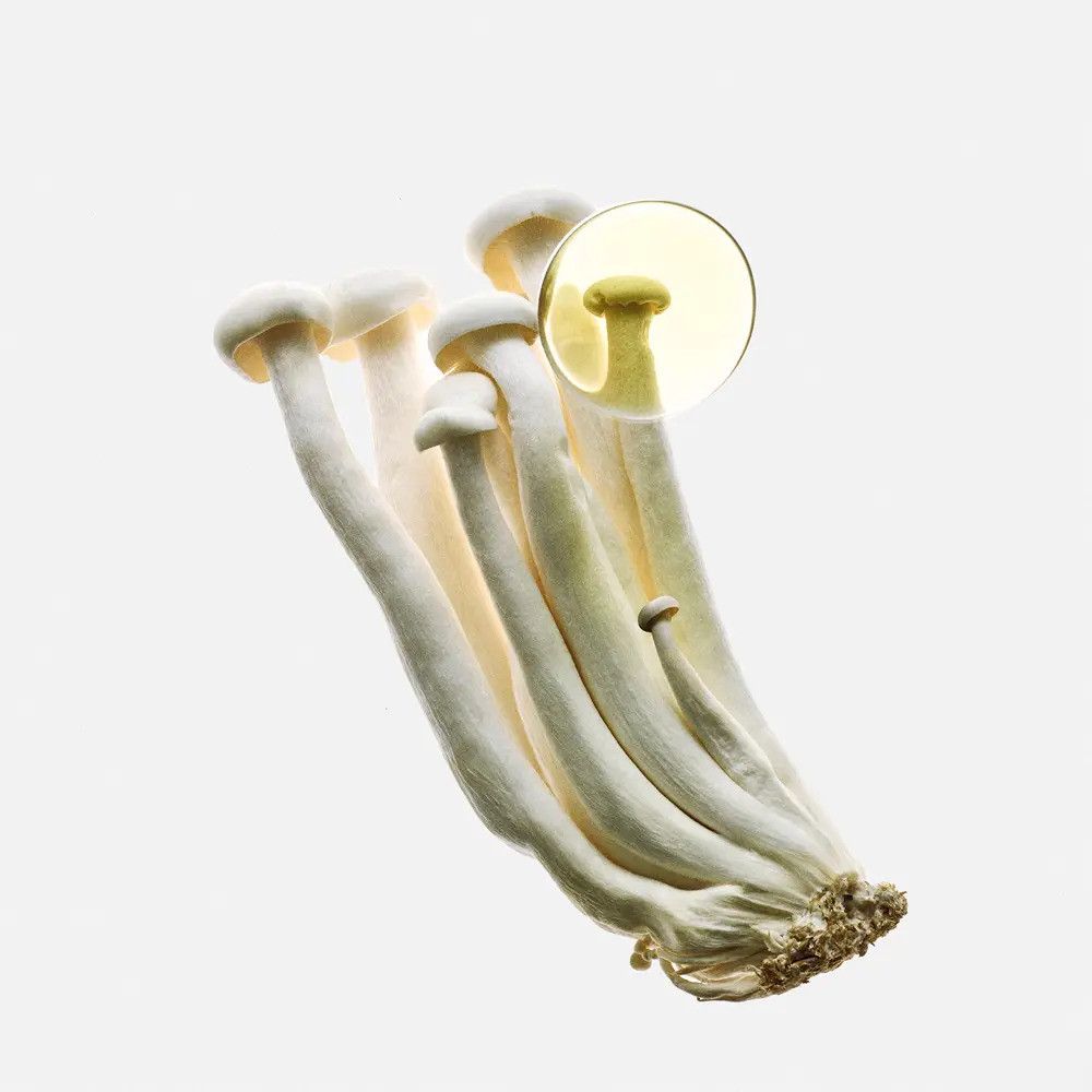 Bündel weißer Pilze mit langen Stielen. Einige Pilze sind im Detail hervorgehoben.