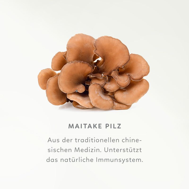 Haufen Maitake-Pilze auf weißem Hintergrund. Text: Maitake Pilz, aus traditioneller chinesischer Medizin, unterstützt Immunsystem.