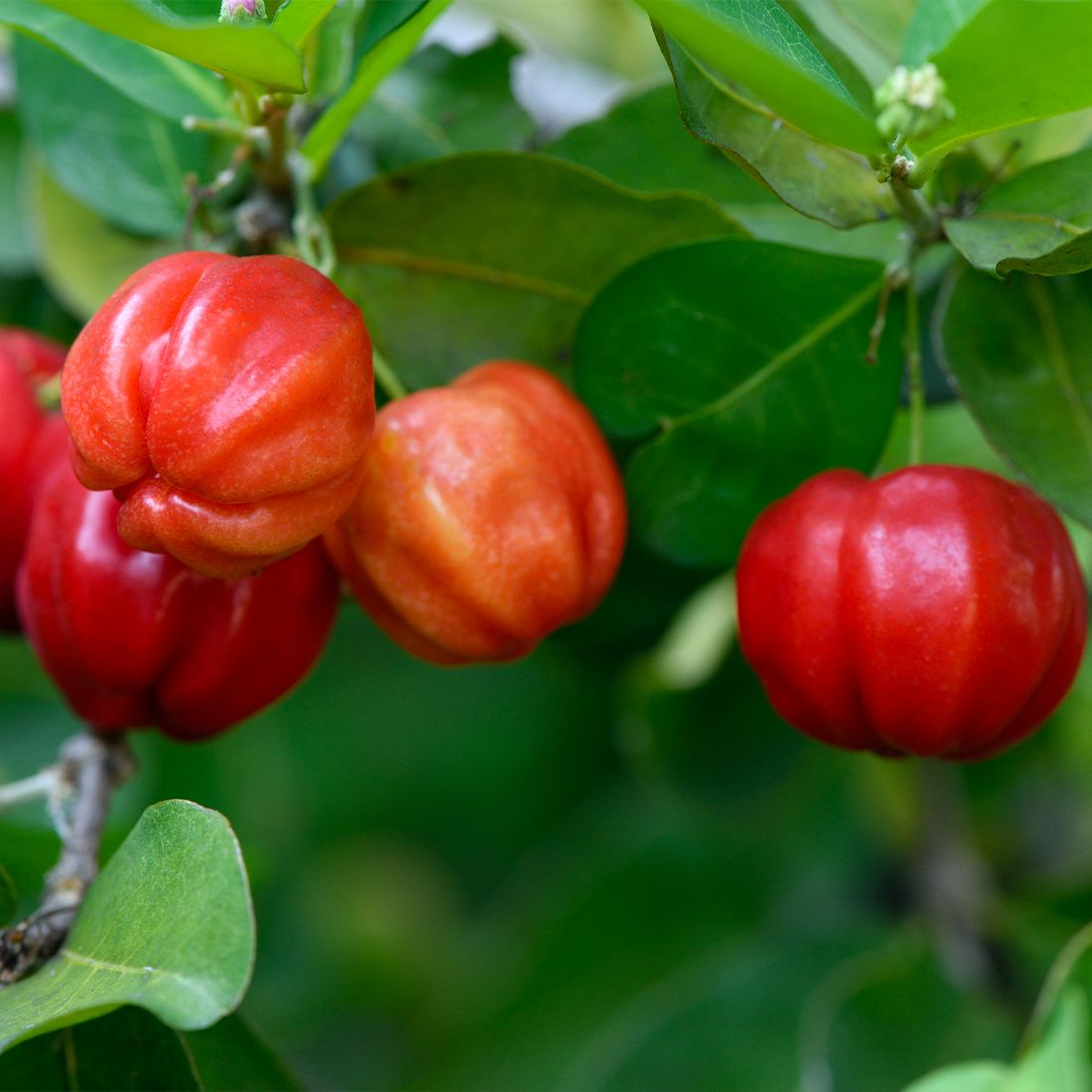 Sekoya Swiss - Acerola+ | Natürliches Vitamin C