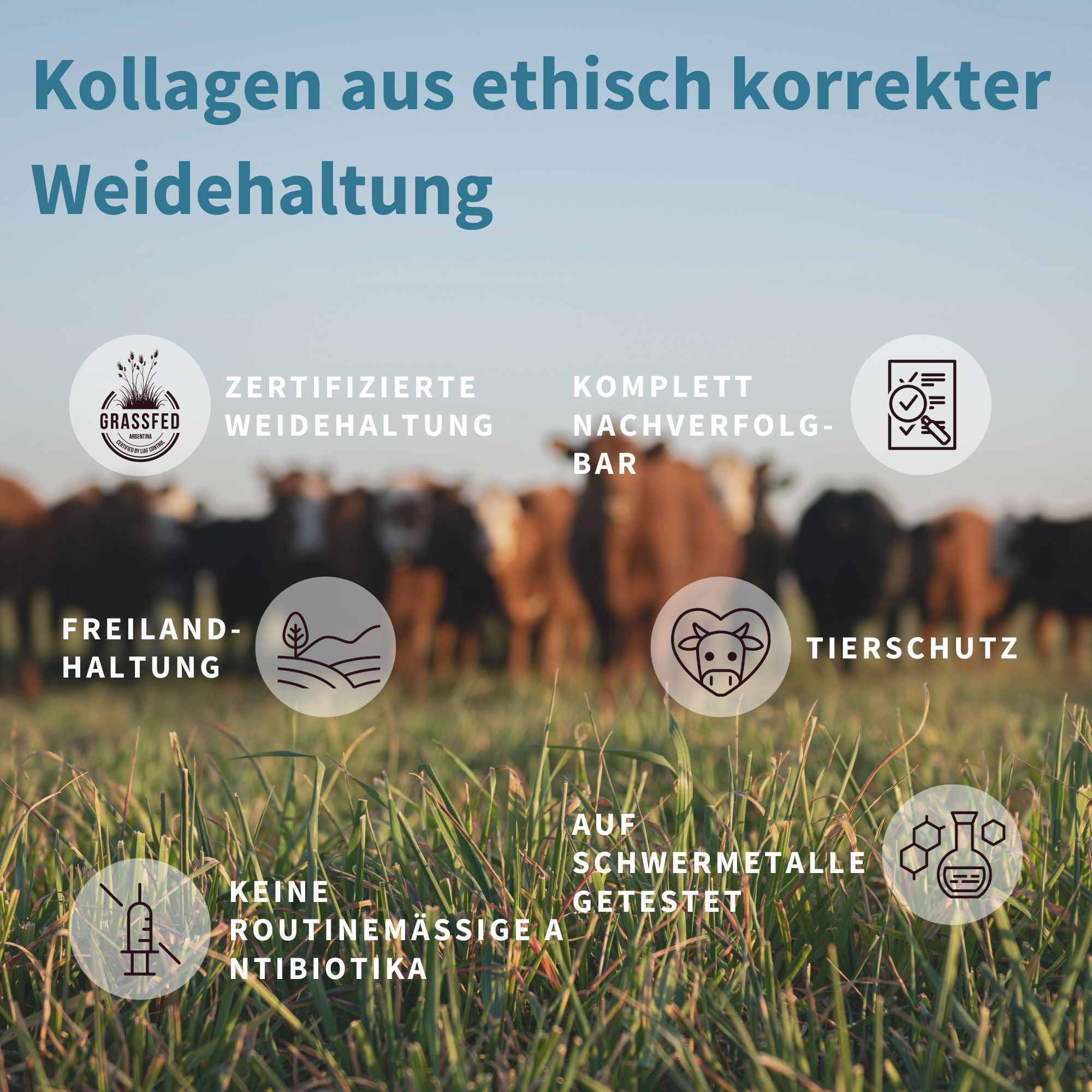 Kollagen aus ethischer Weidehaltung: Symbole für Freilandhaltung, Tierschutz, Rückverfolgbarkeit.