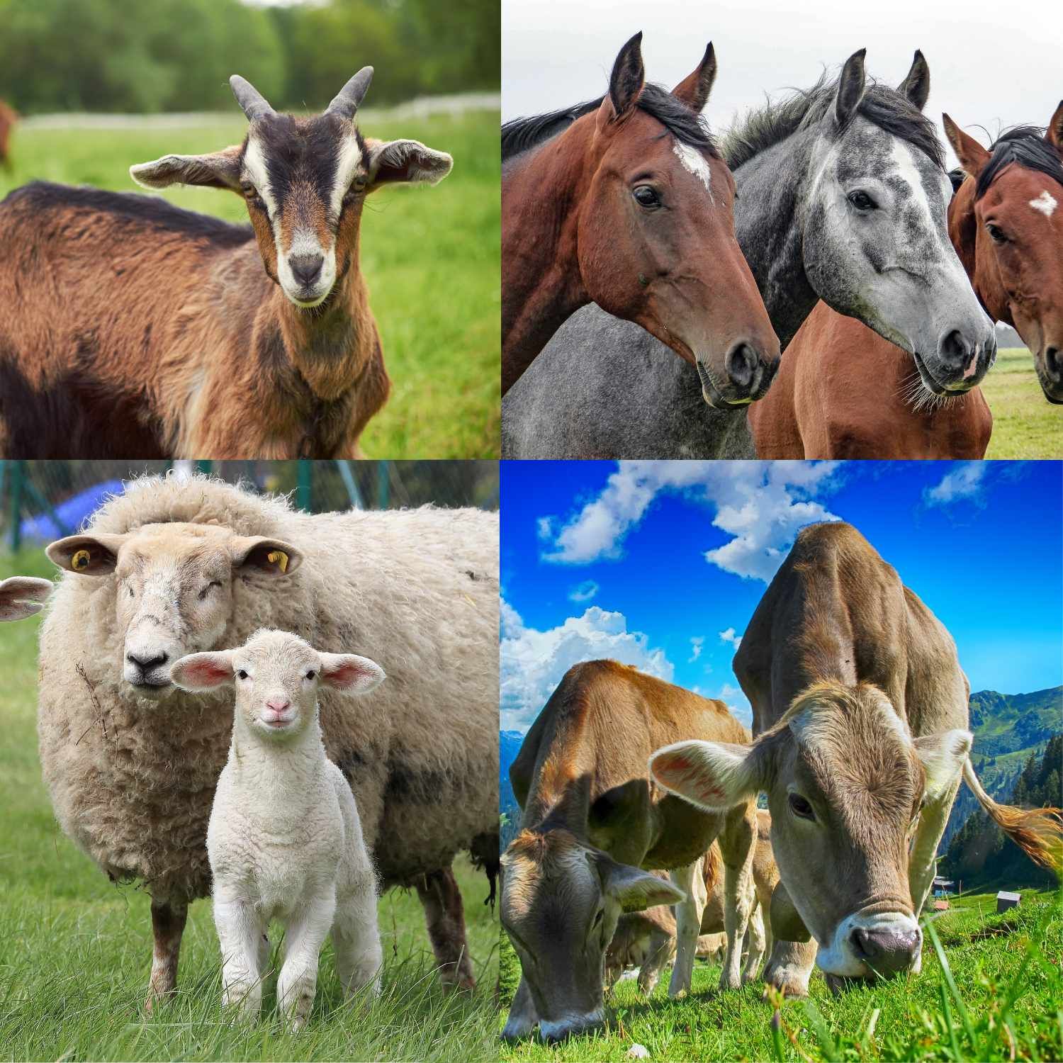 Verschiedene Tiere auf einer Wiese. Ziegen, Pferde, Schafe und Kühe.