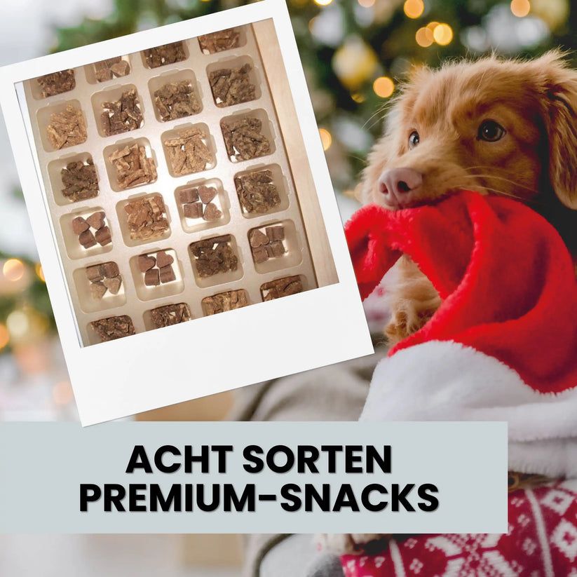 Adventskalender-Inhalt mit 24 Fächern, gefüllt mit Snacks. Text: Acht Sorten Premium-Snacks. Hund mit Weihnachtsmütze hält Mütze. Hintergrund: Bokeh.