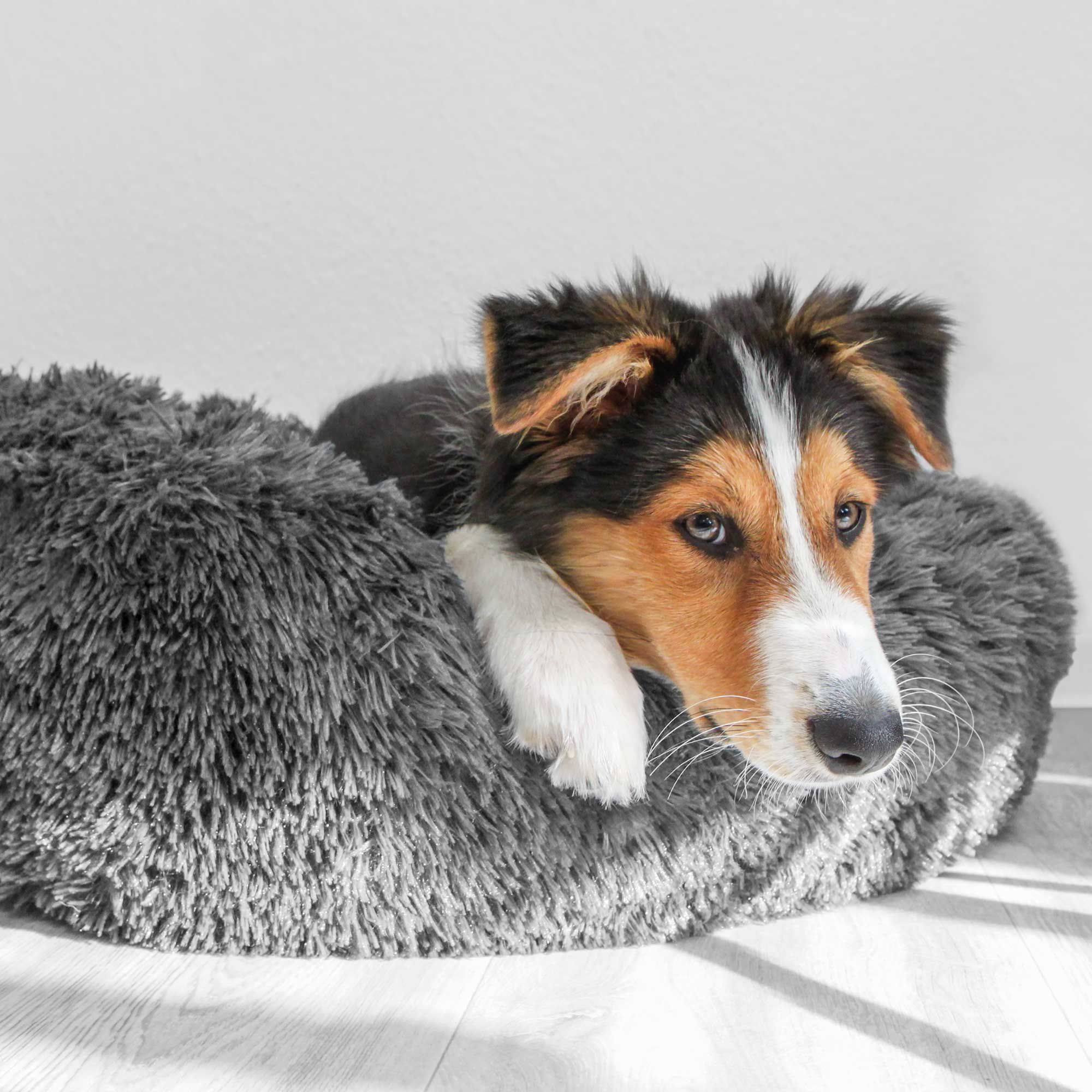 Graues Hunde-Plüschbett, runde Form, flauschig. Ein Hund liegt im Bett.