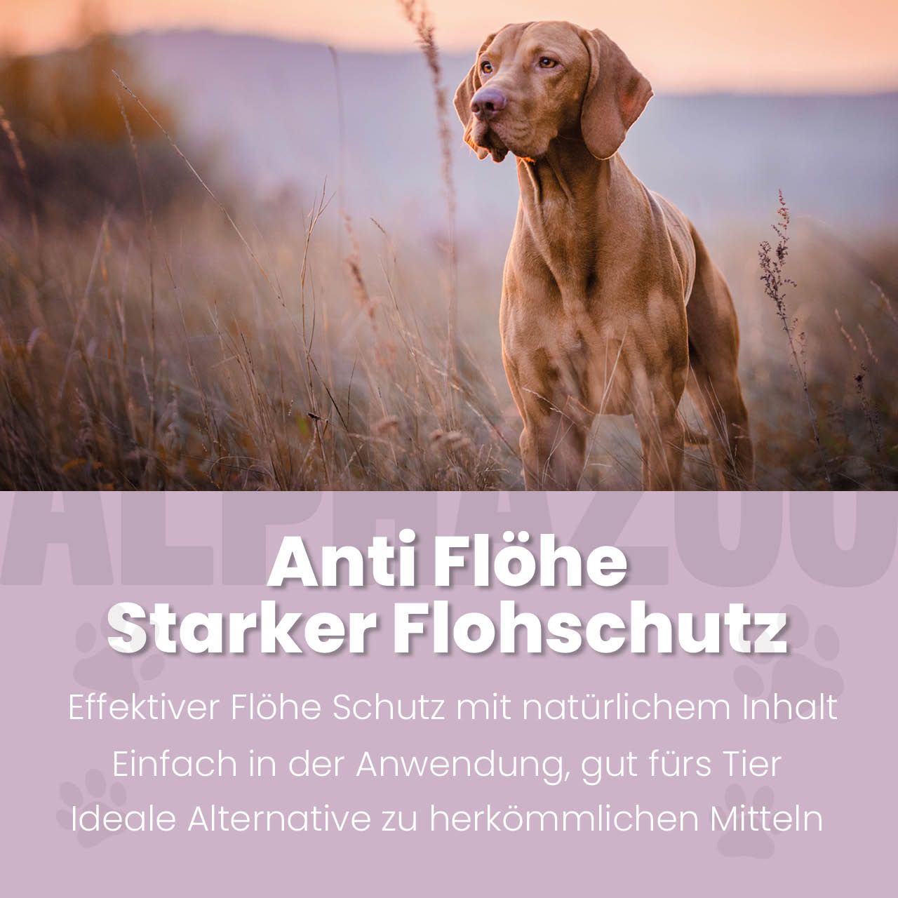 Ein Hund steht in hohem Gras. Text: Anti Flöhe, Starker Flohschutz. Effektiv, natürlich, einfach.