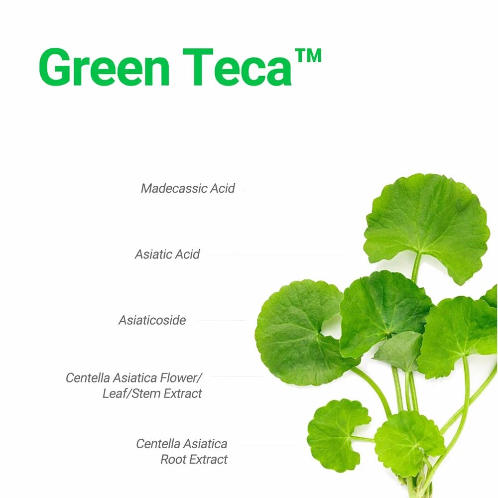 Grüne Blätter mit Text: Madecassic Acid, Asiatic Acid, Asiaticoside, Centella Asiatica Flower/Leaf/Stem Extract, Centella Asiatica Root Extract. Text: Green Teca™.