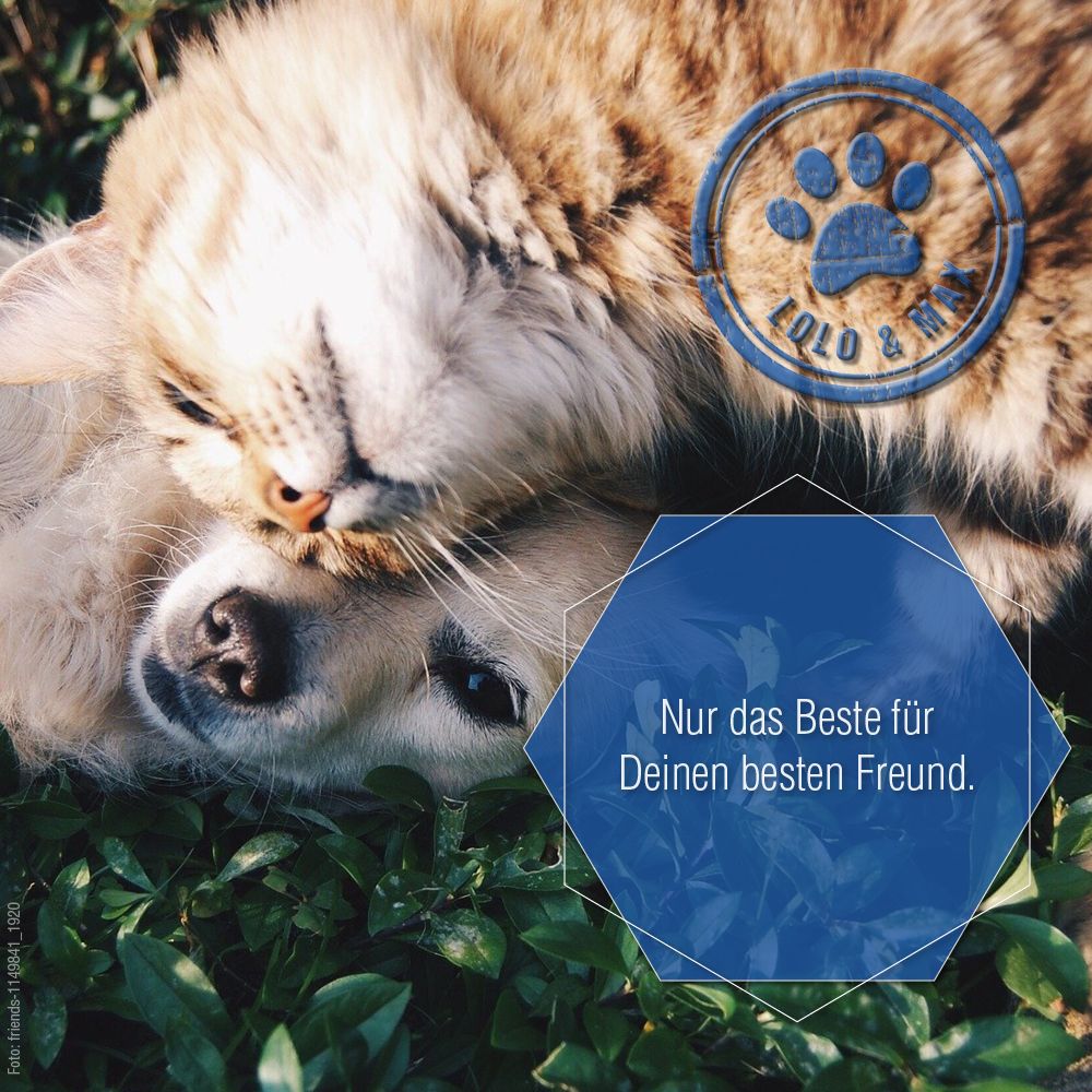 Hunde und Katze kuscheln. Logo: Pfote, Lolo & Max. Text: Nur das Beste für Deinen besten Freund.