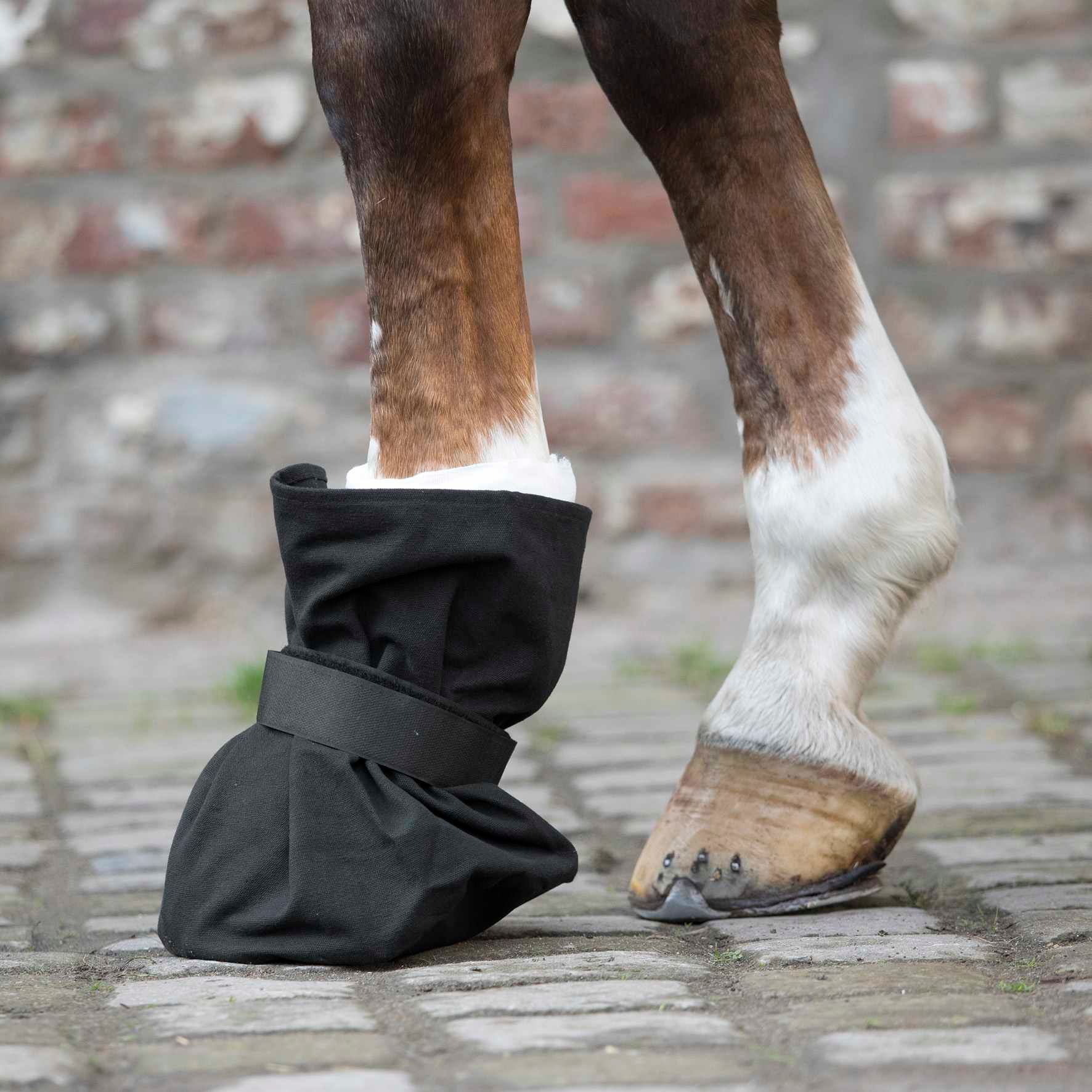 Schwarzer Hufverbandschutz an einem Pferdebein. Klettverschluss. Pferd auf Pflastersteinen.