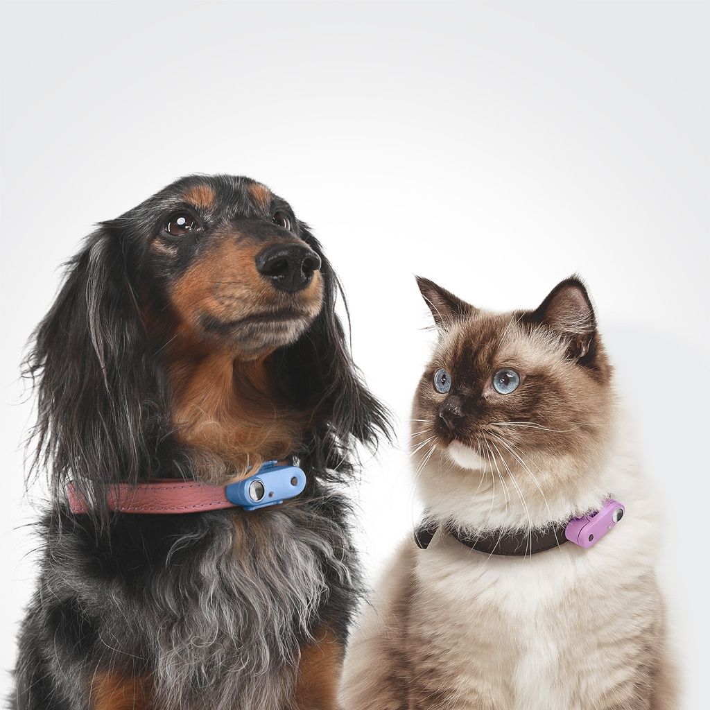 Hund und Katze mit Tickless Mini Dog am Halsband. Blaues Gerät am Hund, violettes Gerät an der Katze. Beide Tiere schauen nach oben.